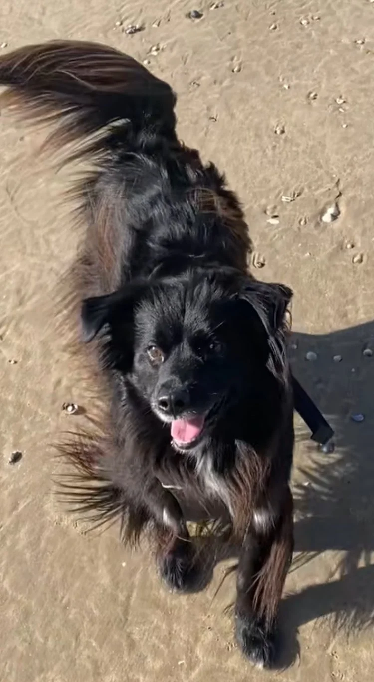 A happy black dog with brown markings on a dirt surface, looking up at the camera with its tongue out.