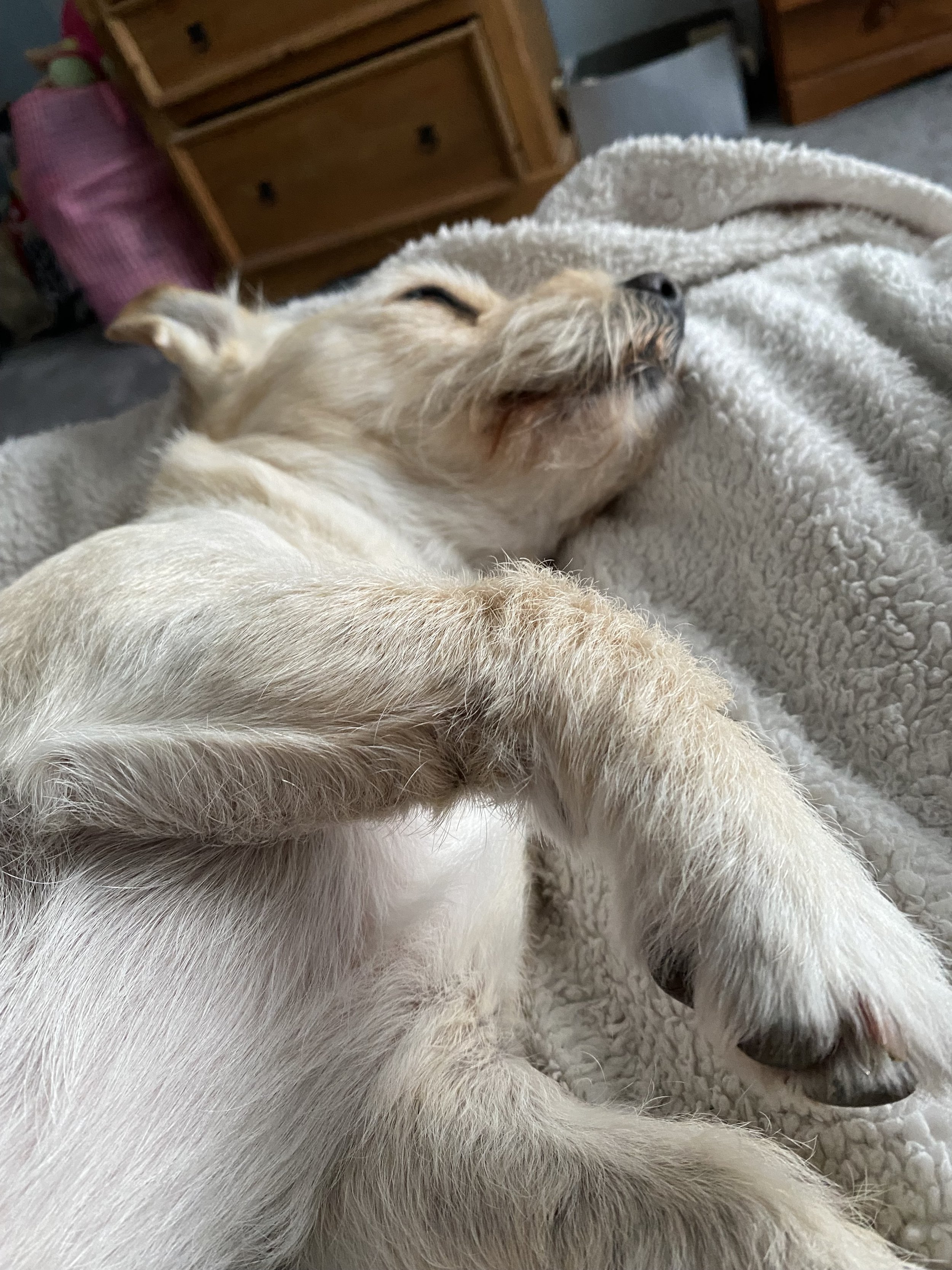 A light-colored puppy sleeping on a soft blanket in a cozy room with wooden furniture.