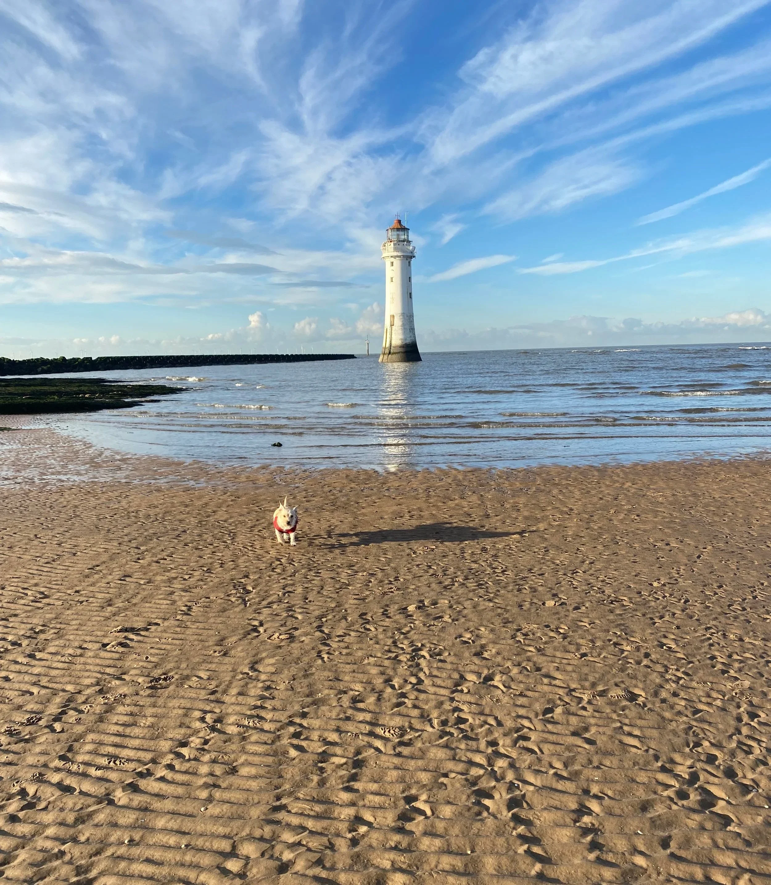 A sandy beach with small ripples in the sand, a lighthouse in the distance near the water, and a small white dog with a red collar running toward the camera.