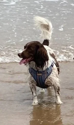 Dog standing in shallow water at the beach with a harness, tail up, and tongue out.