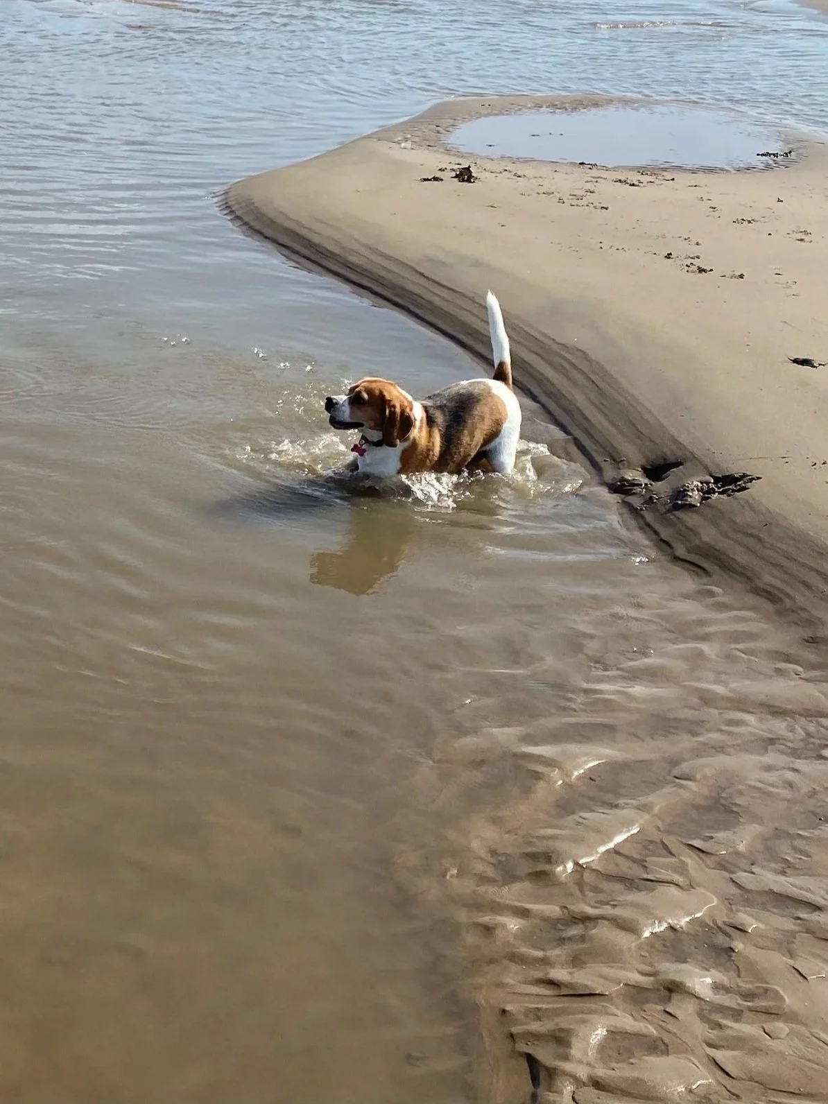 A beagle dog standing in shallow water at the edge of a sandy beach, looking to the side.