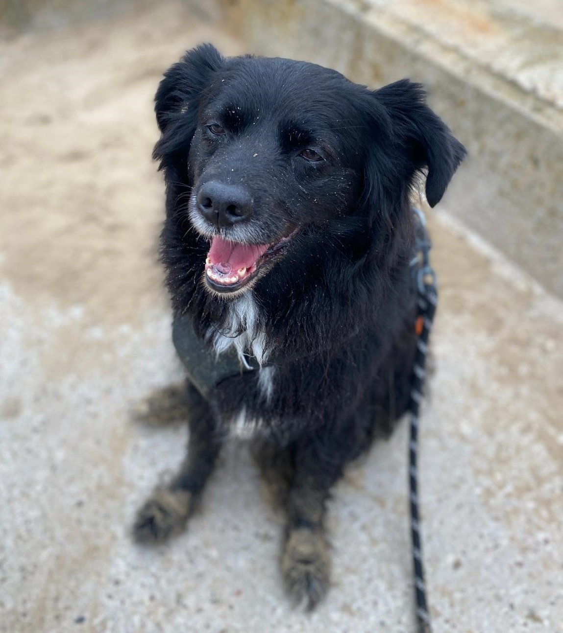 Happy black dog with white markings on chest, sitting on concrete, looking up with open mouth and tongue visible.
