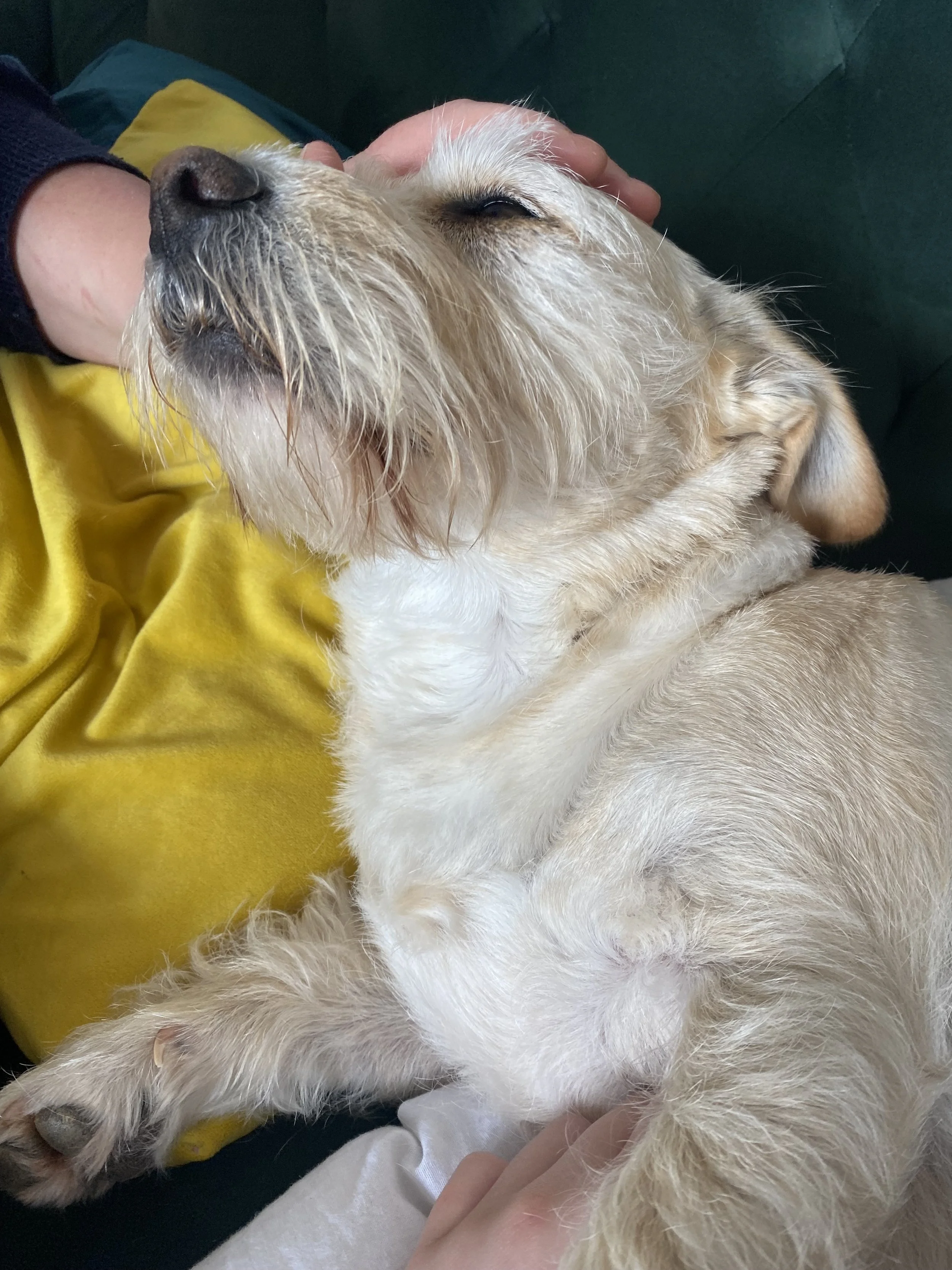 A light-colored dog with long fur, lying on its back with eyes closed, being gently petted on the head by a person.