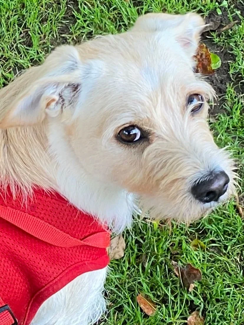 Close-up of a light-colored dog with a red harness lying on green grass, looking at the camera.
