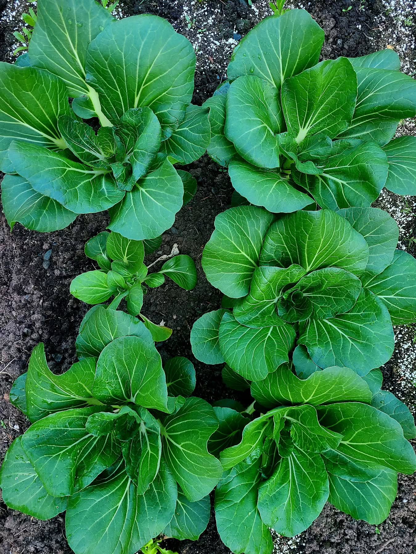Sometimes gardening is just so beautiful 😍 

#valensbrookfarm #choi #growyourownfood