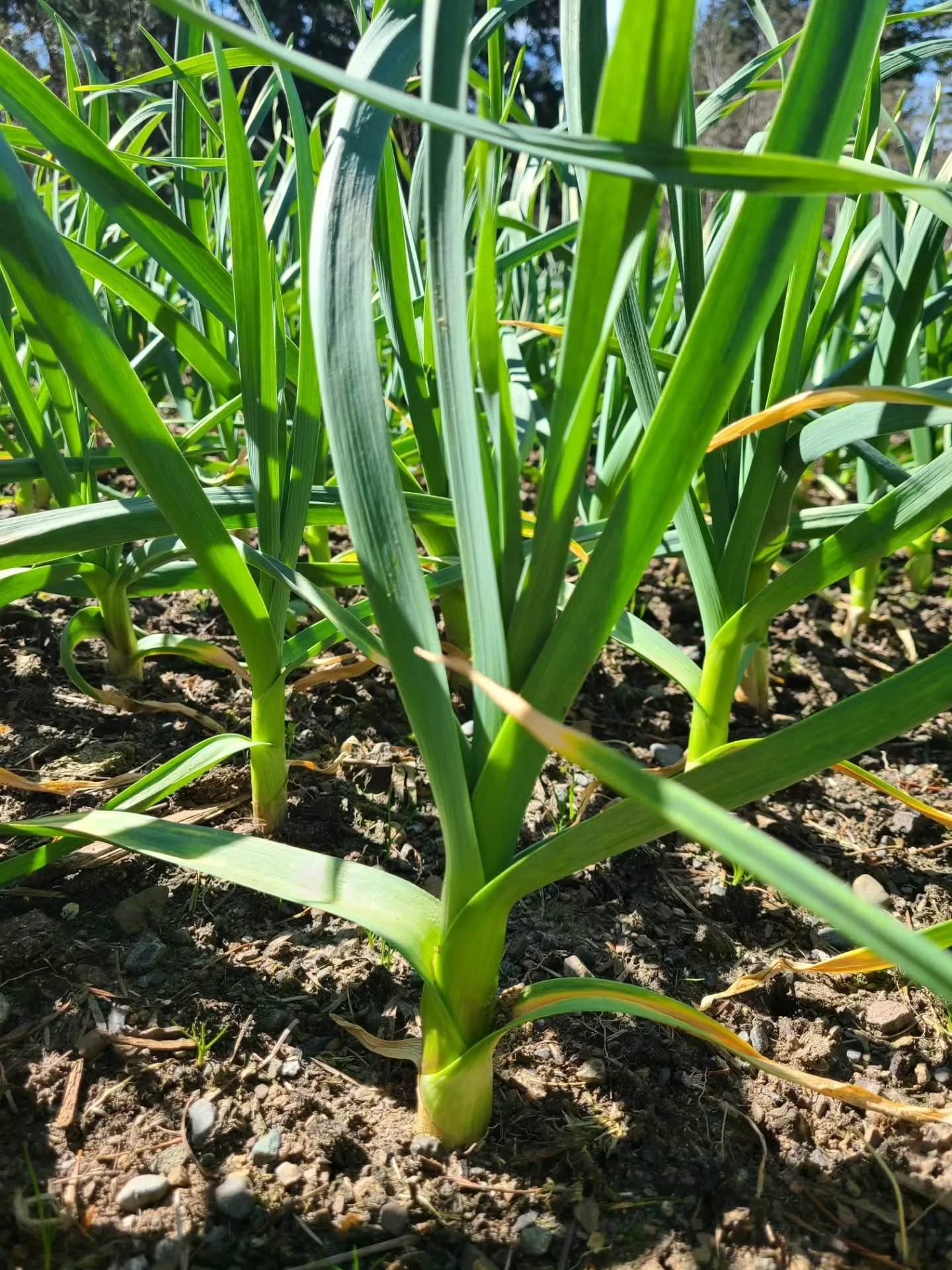 The garlic are getting big already! And still 3.5 months to go. Gave them a side dress of spring organic fertilizer to give them a boost. Loving the spring weather 😍 

#farminglife #garlicgrowing #garlic #valensbrookfarm