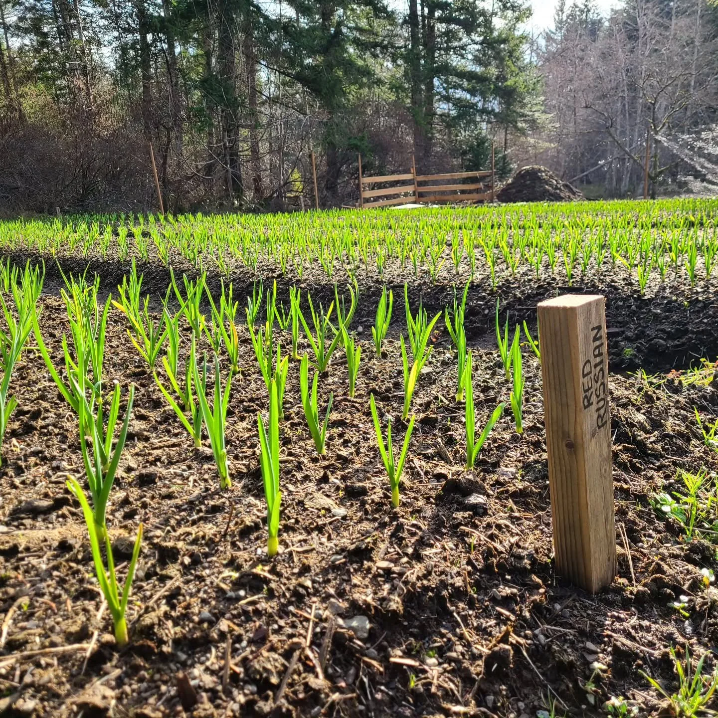 Spring vibes are in the air! Even the garlic thinks so, though winter might still throw some surprises our way 🤞. On the bright side, garlic loves a good cold snap. 🌬❄️🌧