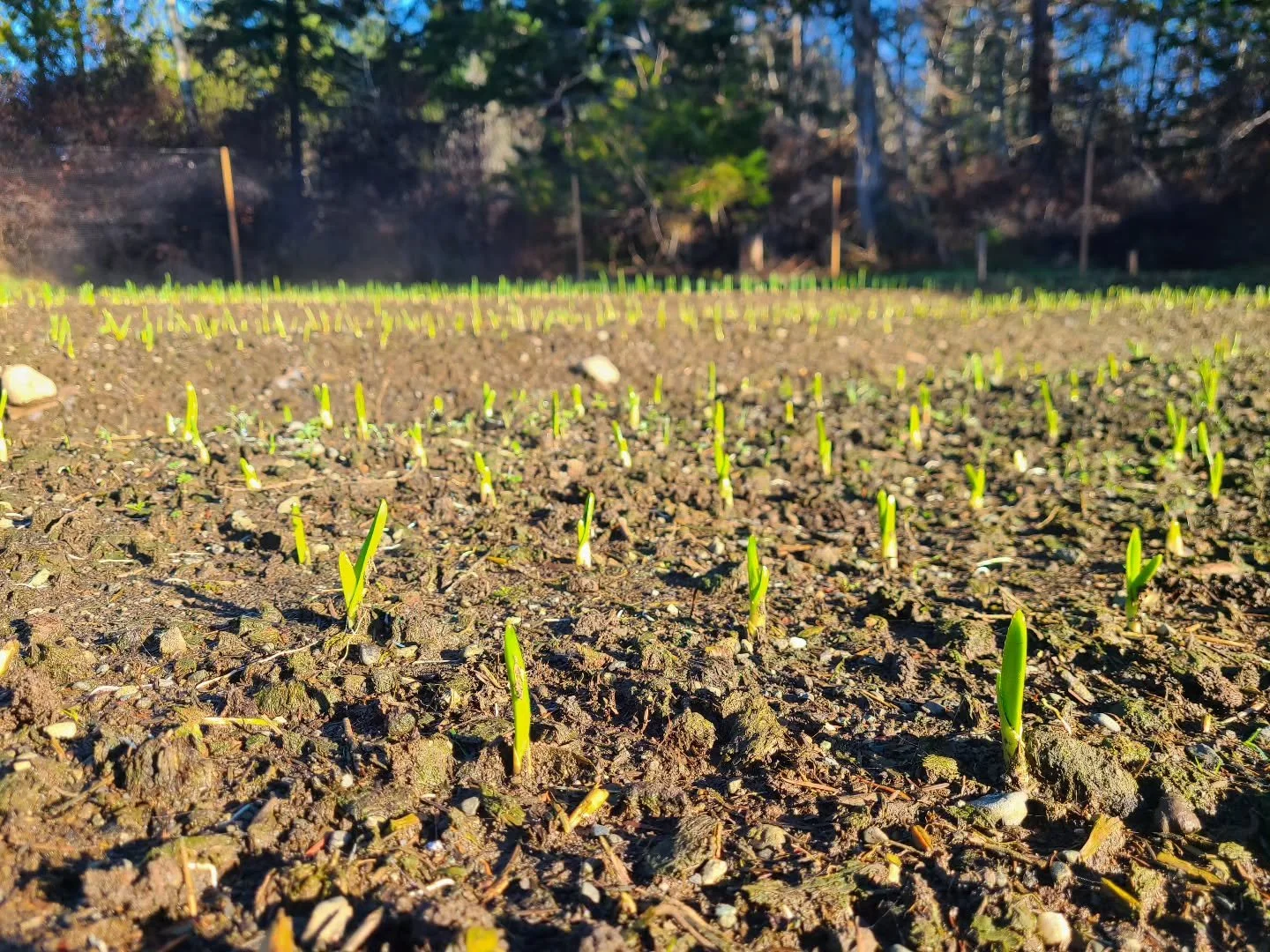 Once the fog burned off these little garlics are soaking up the sun. We are so happy that the germination rate has been really successful! So far they are all coming along nicely. The warm wet winter has given them all a great head start. 

We chose 