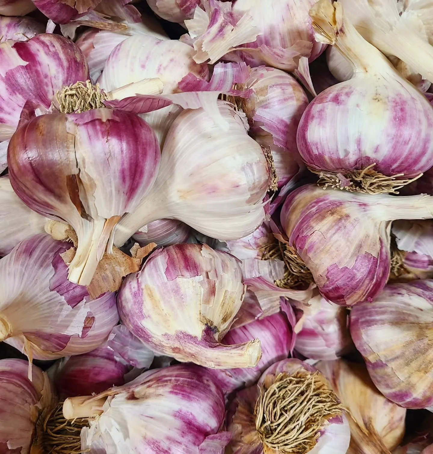 One of our first steps to creating our dream garlic business @valensbrookfarm. The seed garlic!  It arrived today and looks beautiful from Rasa Creek Farm. 

The key is to have decent sized garlic, cured properly and stored at room temperature in a d