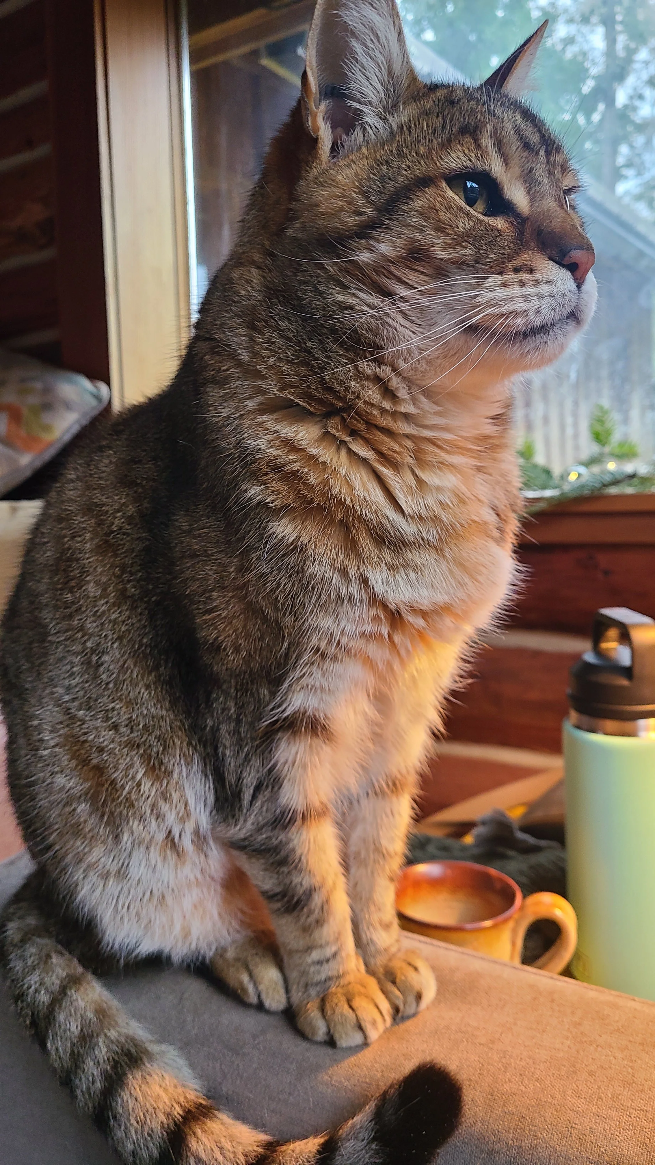 Close-up of a tabby cat sitting indoors near a window, with a coffee mug and a water bottle visible nearby.
