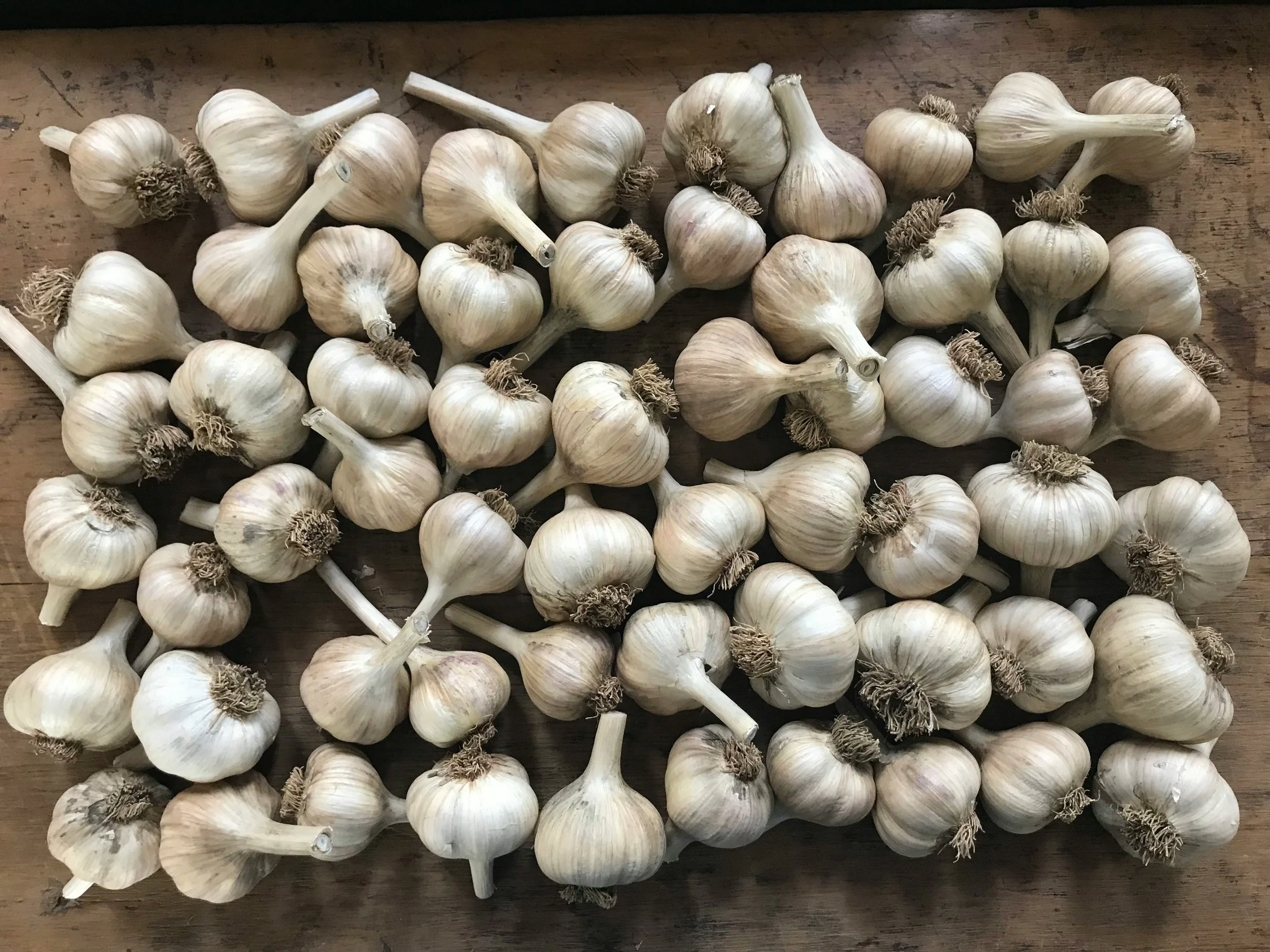 Cluster of whole garlic bulbs with stems on a wooden surface.