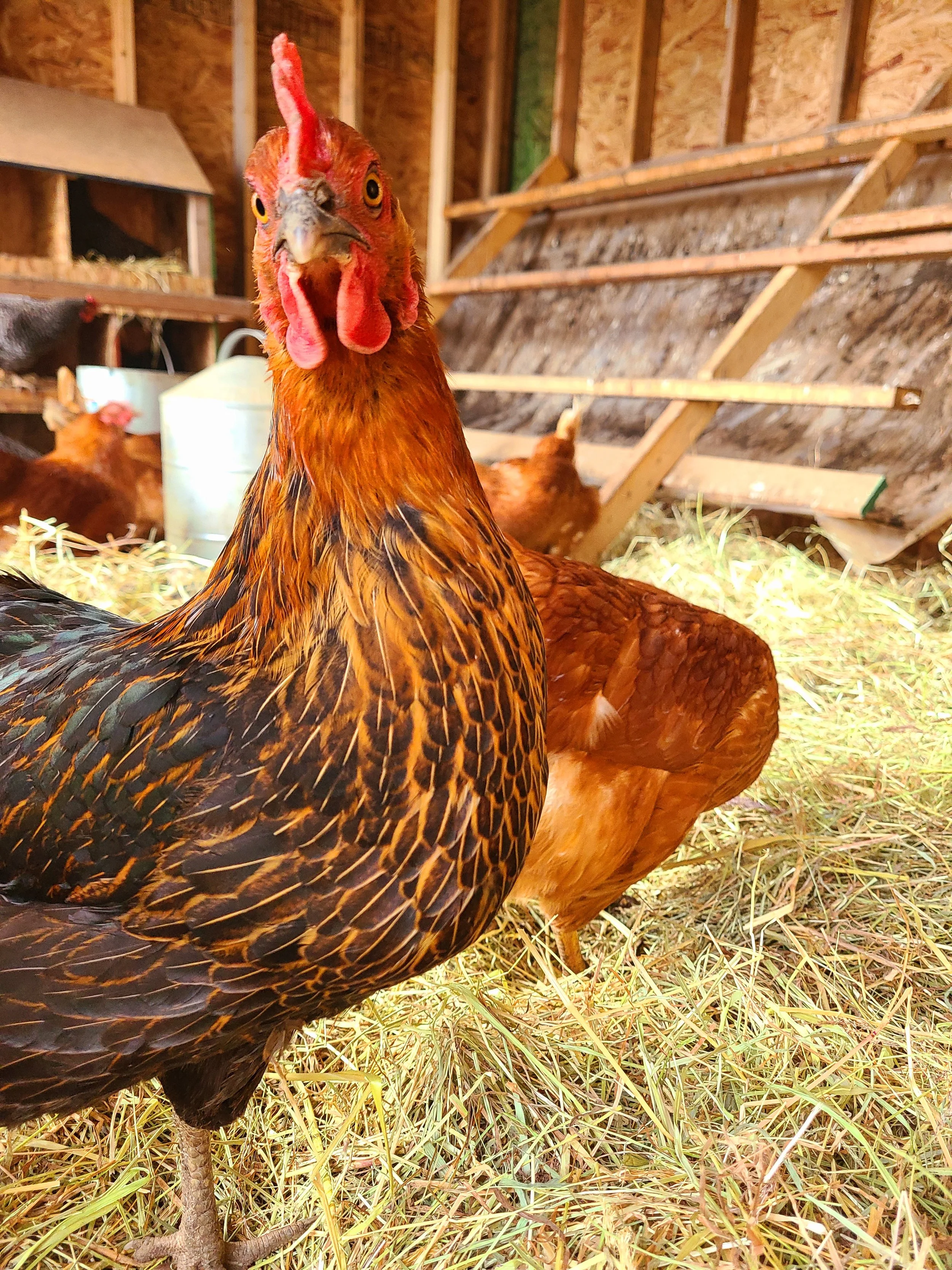 A close-up of a rooster with reddish-brown feathers, standing on straw inside a coop. The rooster's head is tilted slightly towards the camera, with a prominent red comb and wattles, yellow-orange eyes, and a beak. In the background, a hen is visible, along with wooden nesting boxes and a mound of straw.