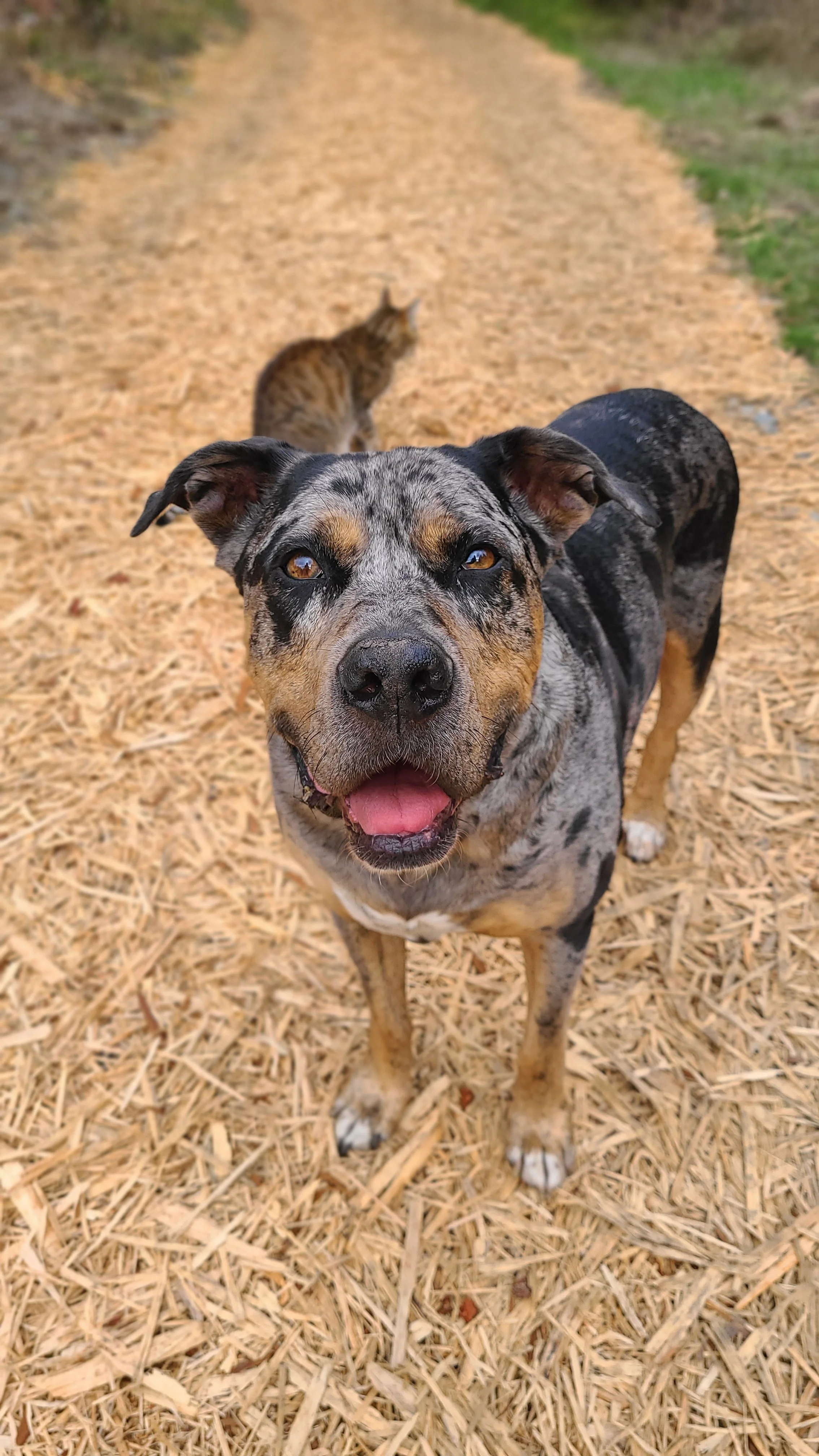 A happy, gray and black merle-coated dog with amber eyes, standing on a dirt path with a cat in the background.