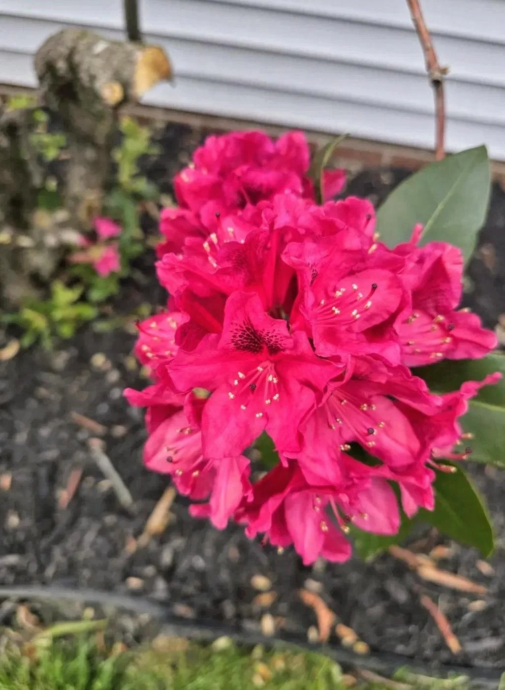 Reviving the East Bed — From Nearly Dead to Blooming Beautiful