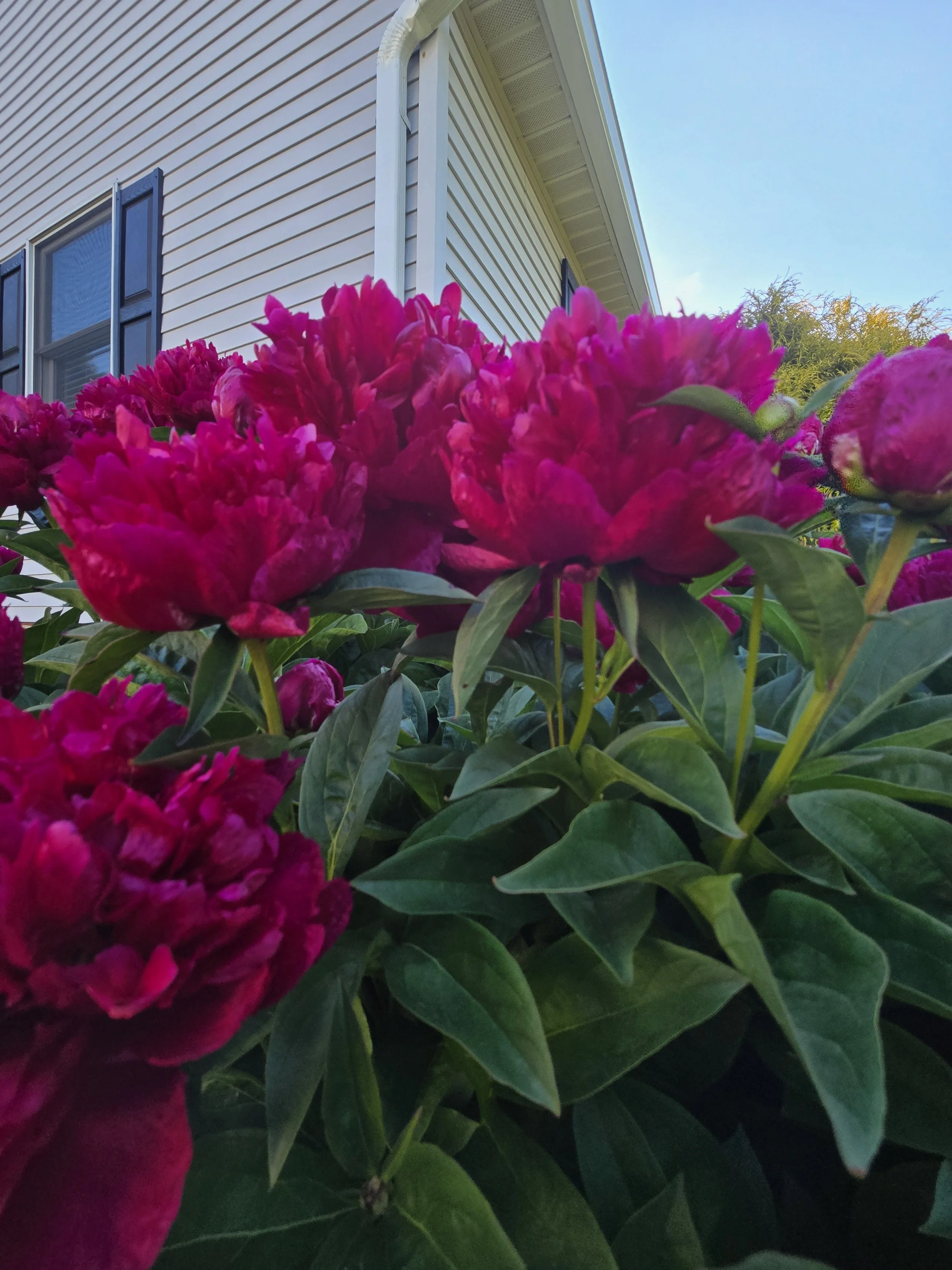 I Thought They Were Rhubarb: The Story of My Peonies.