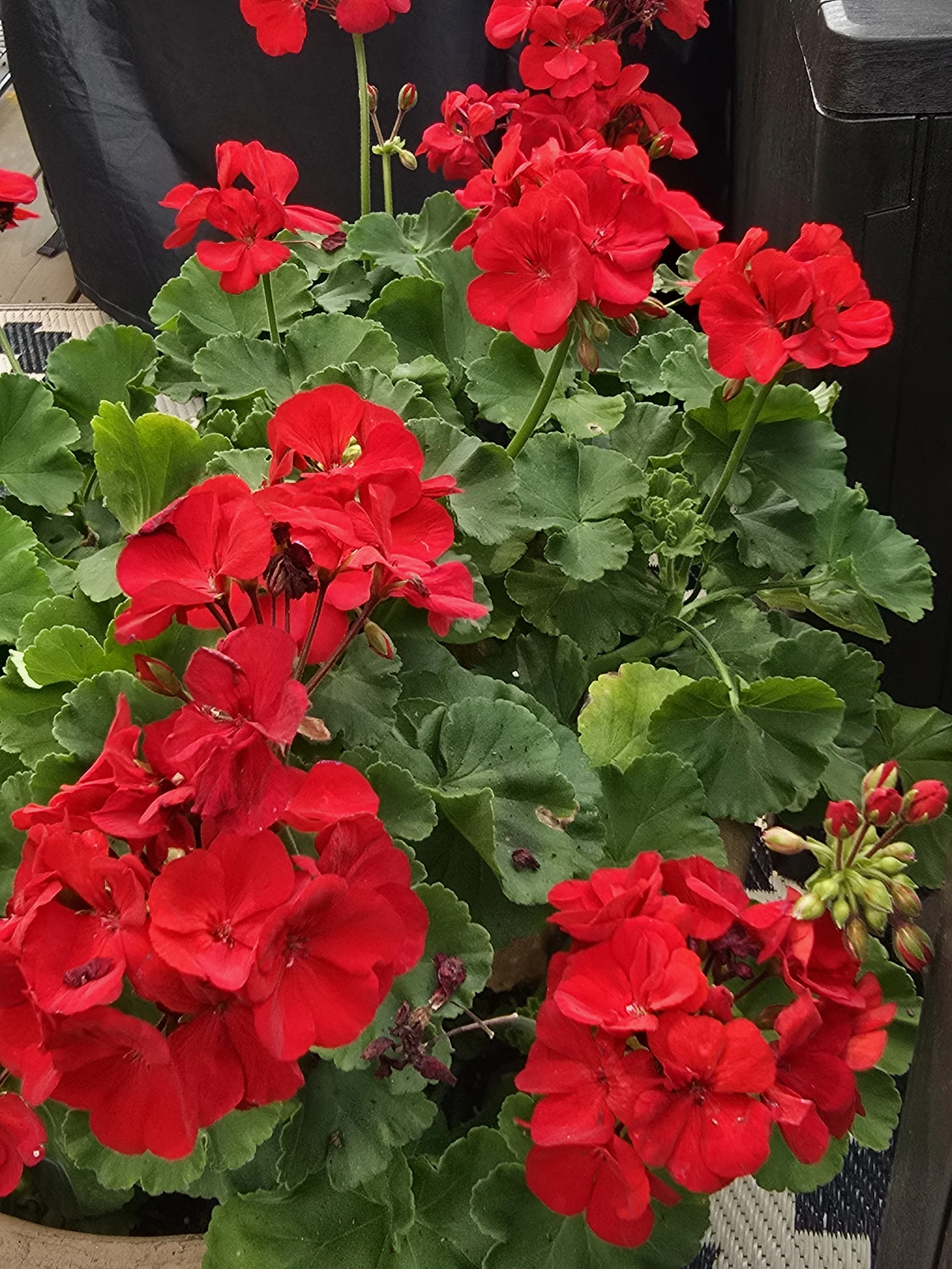 She Came Back: Geri's Overwintering Story and the Deck That Bloomed Around Her