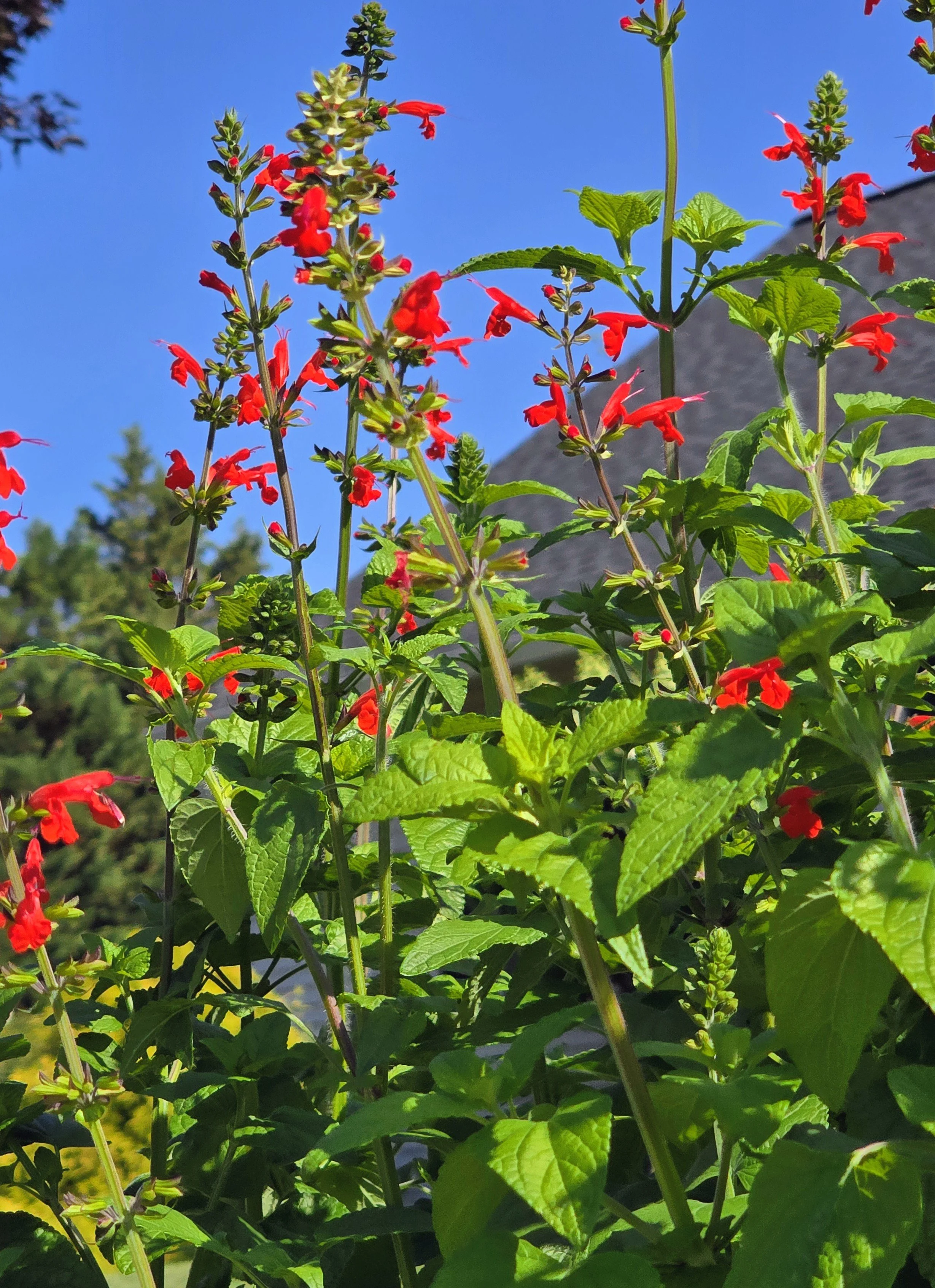 Grown, Not Bought: Why My Seed-Started Salvia Became a Hummingbird Magnet