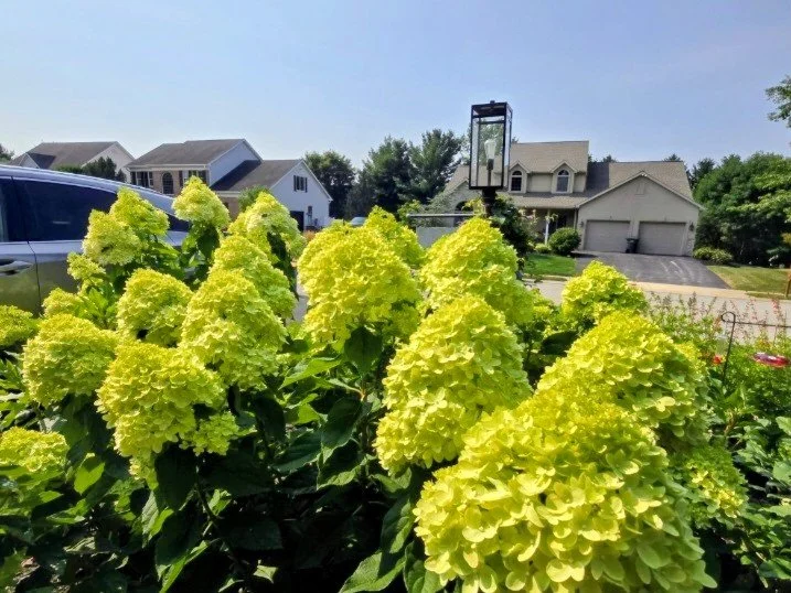 Meet Shelia: The Hydrangea That Carries a Friendship North
