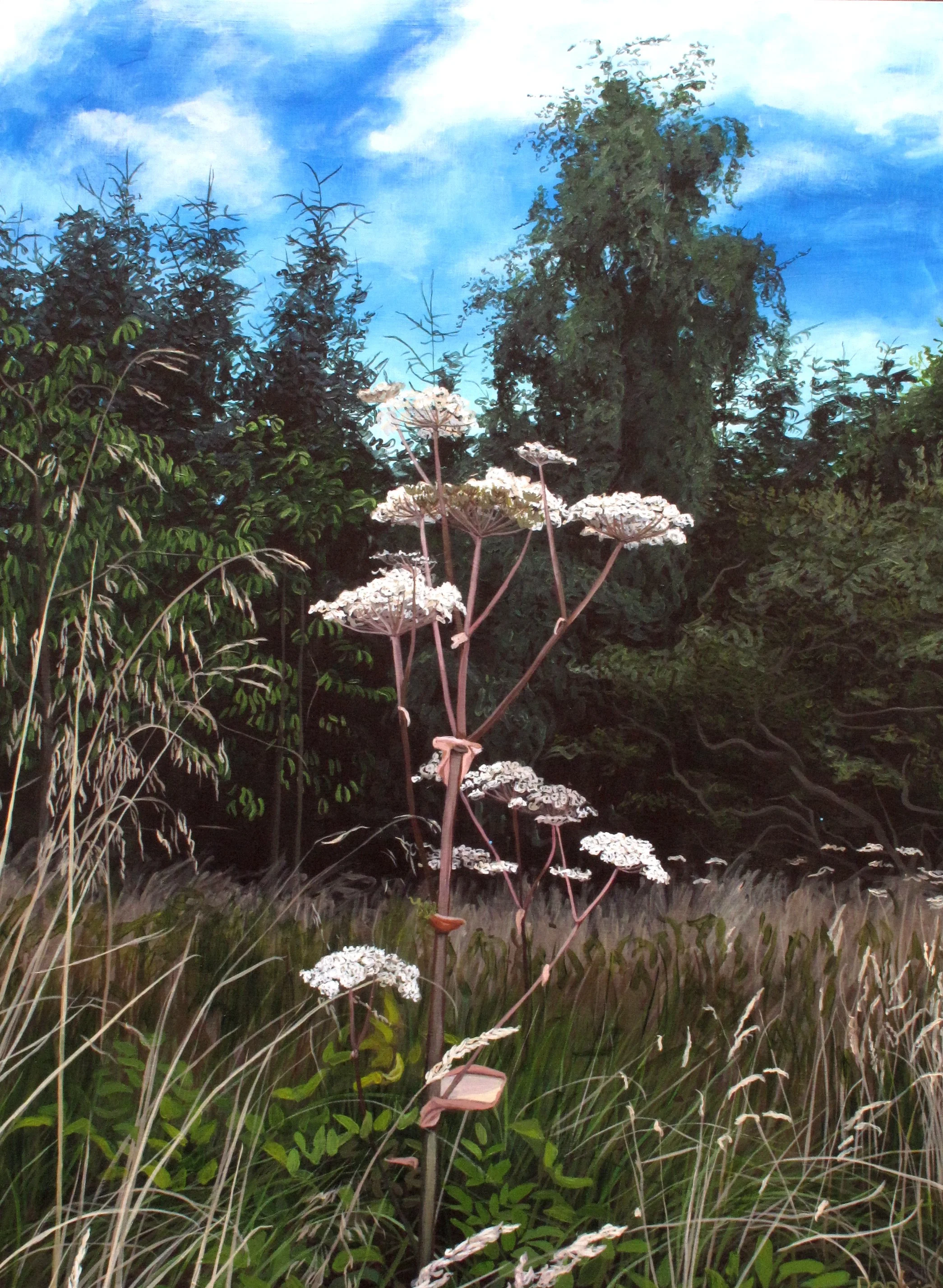 Summer Hogweed.JPG