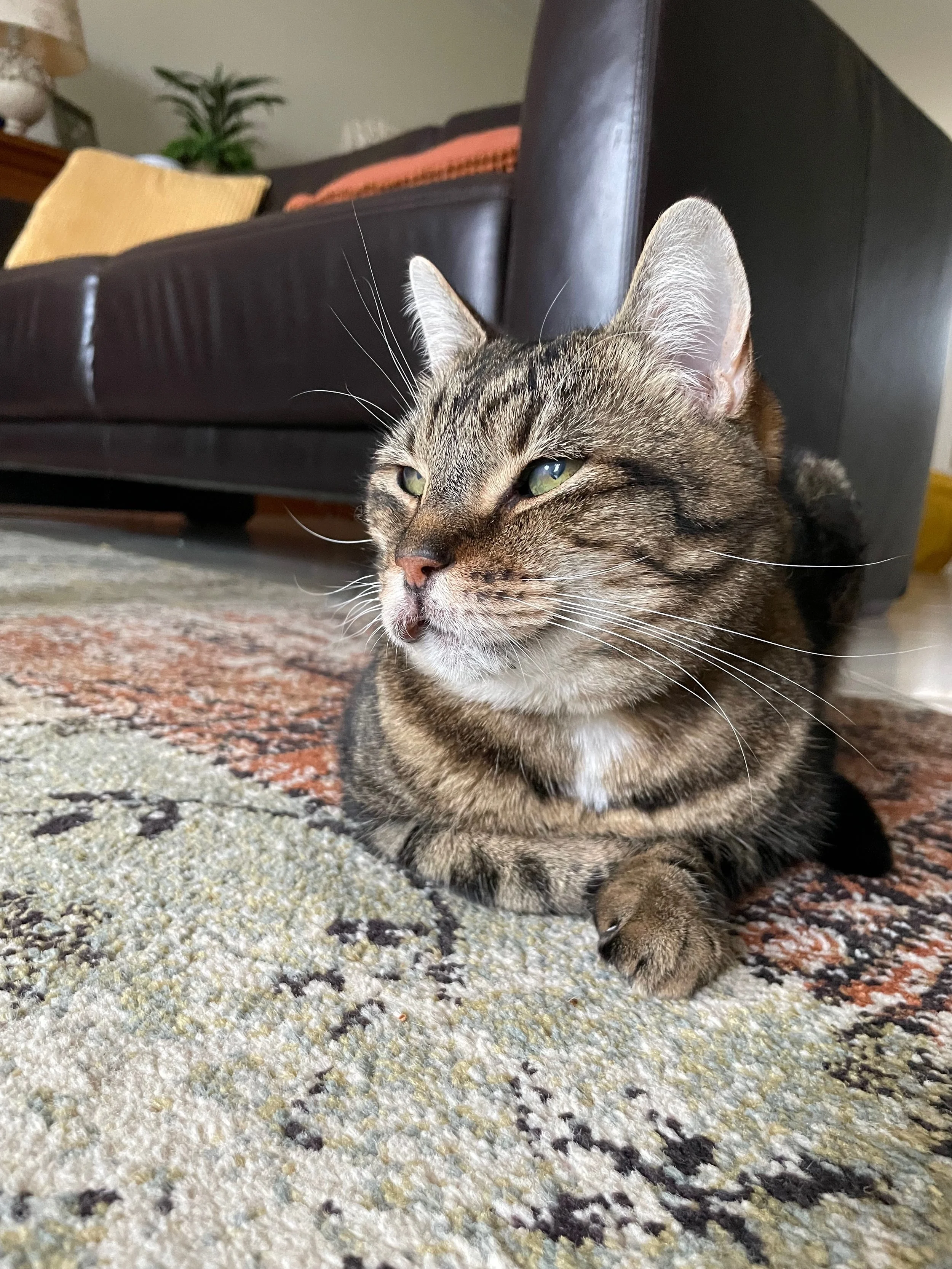 IMG_5279.jpeg