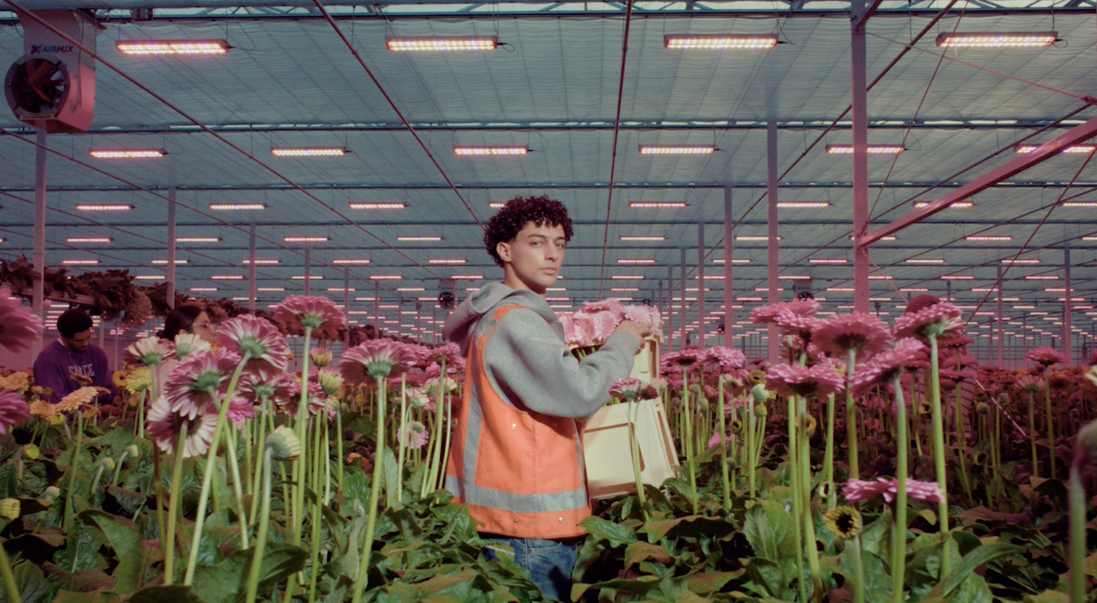 A young man with curly hair wearing a gray hoodie and orange safety vest holding a bouquet of pink flowers inside a large greenhouse with pink flowering plants and other people in the background.