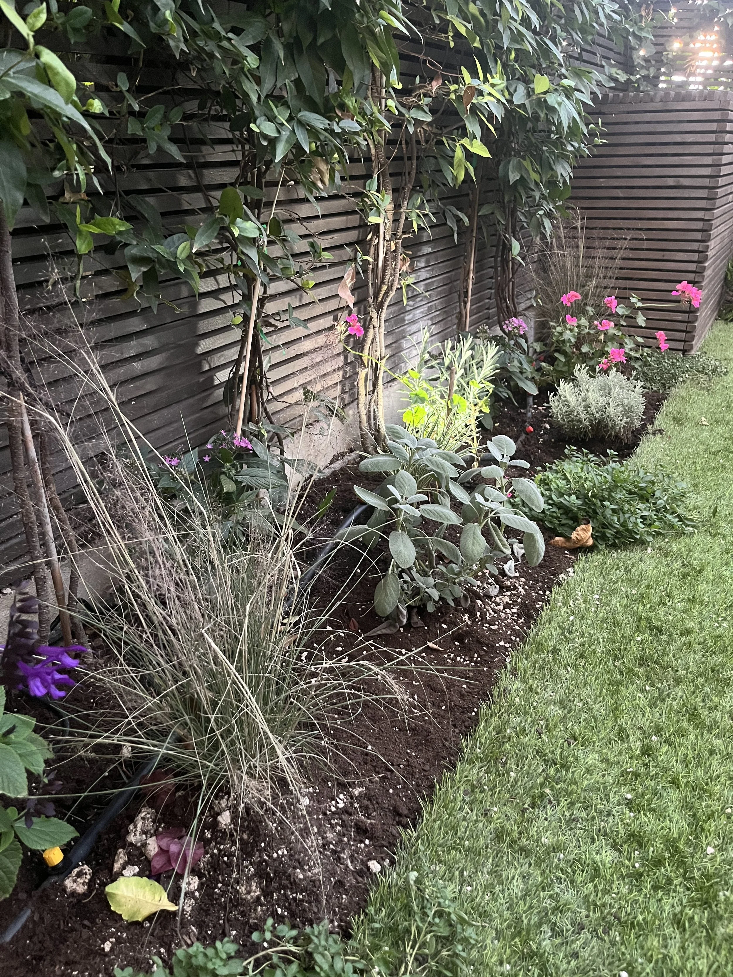 Lord Napier Mews Garden Renovation