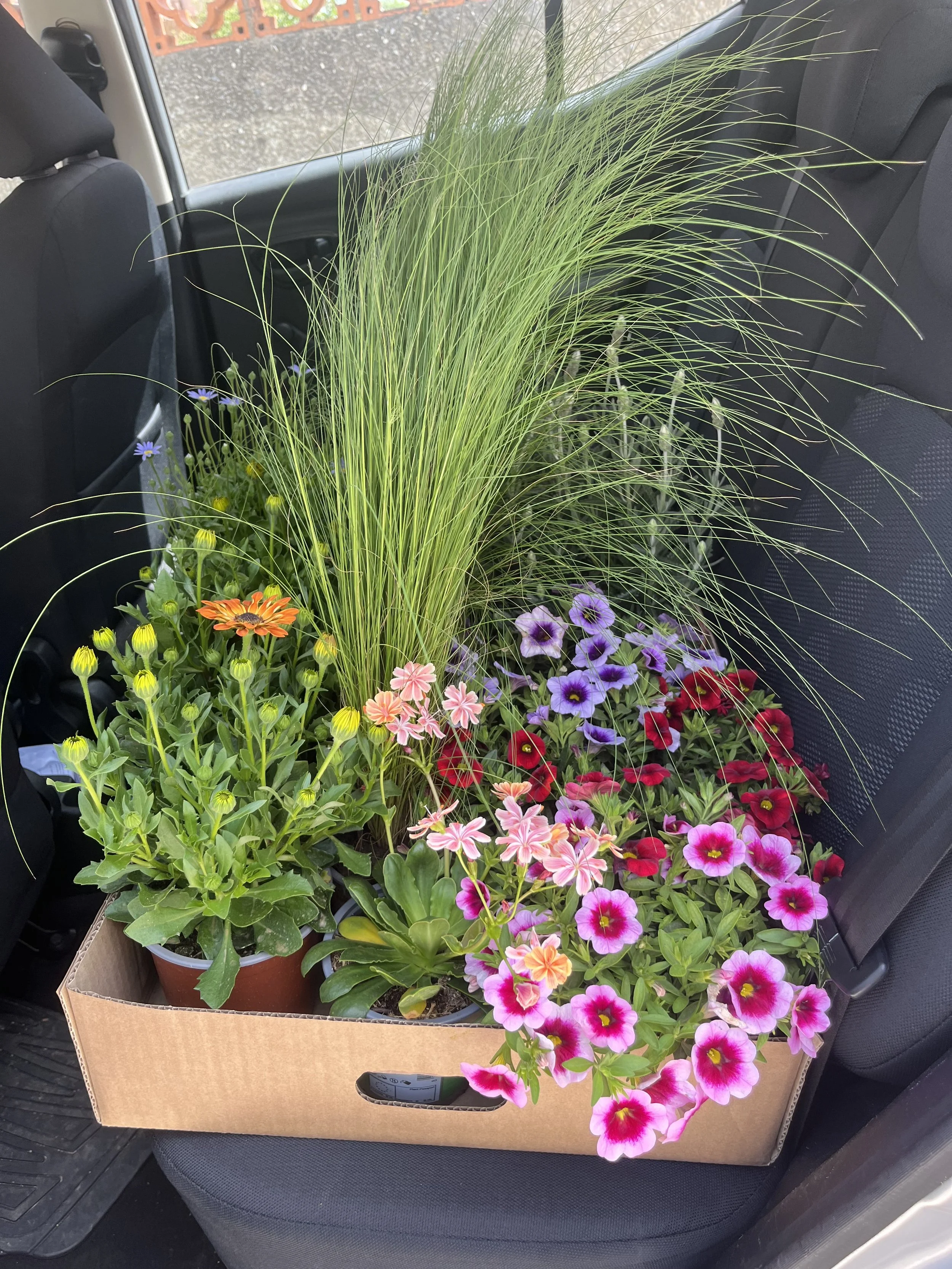 Outdoor Planters – Gibraltar Broadcasting Corporation (GBC)