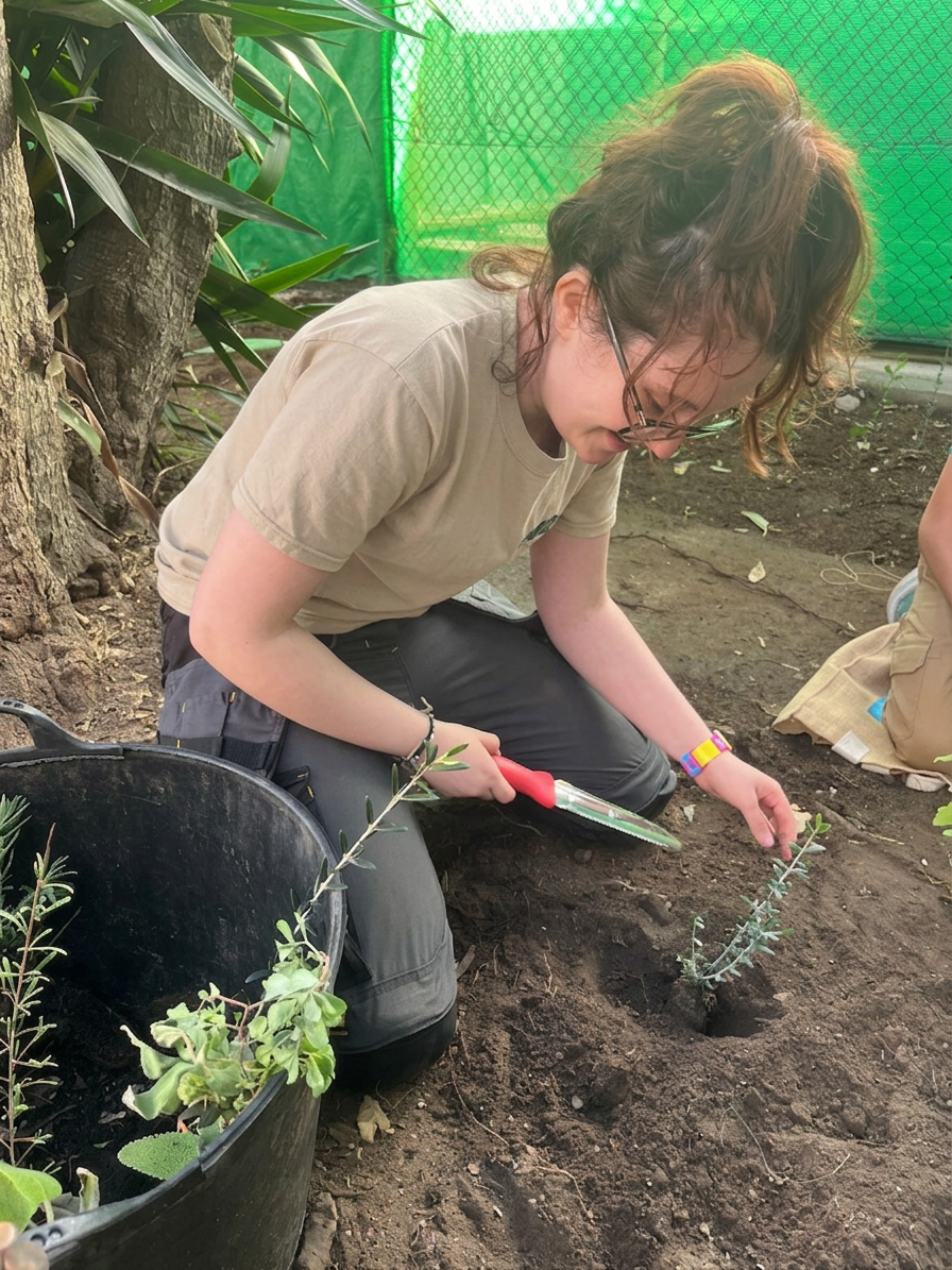 Neve planting a young olive