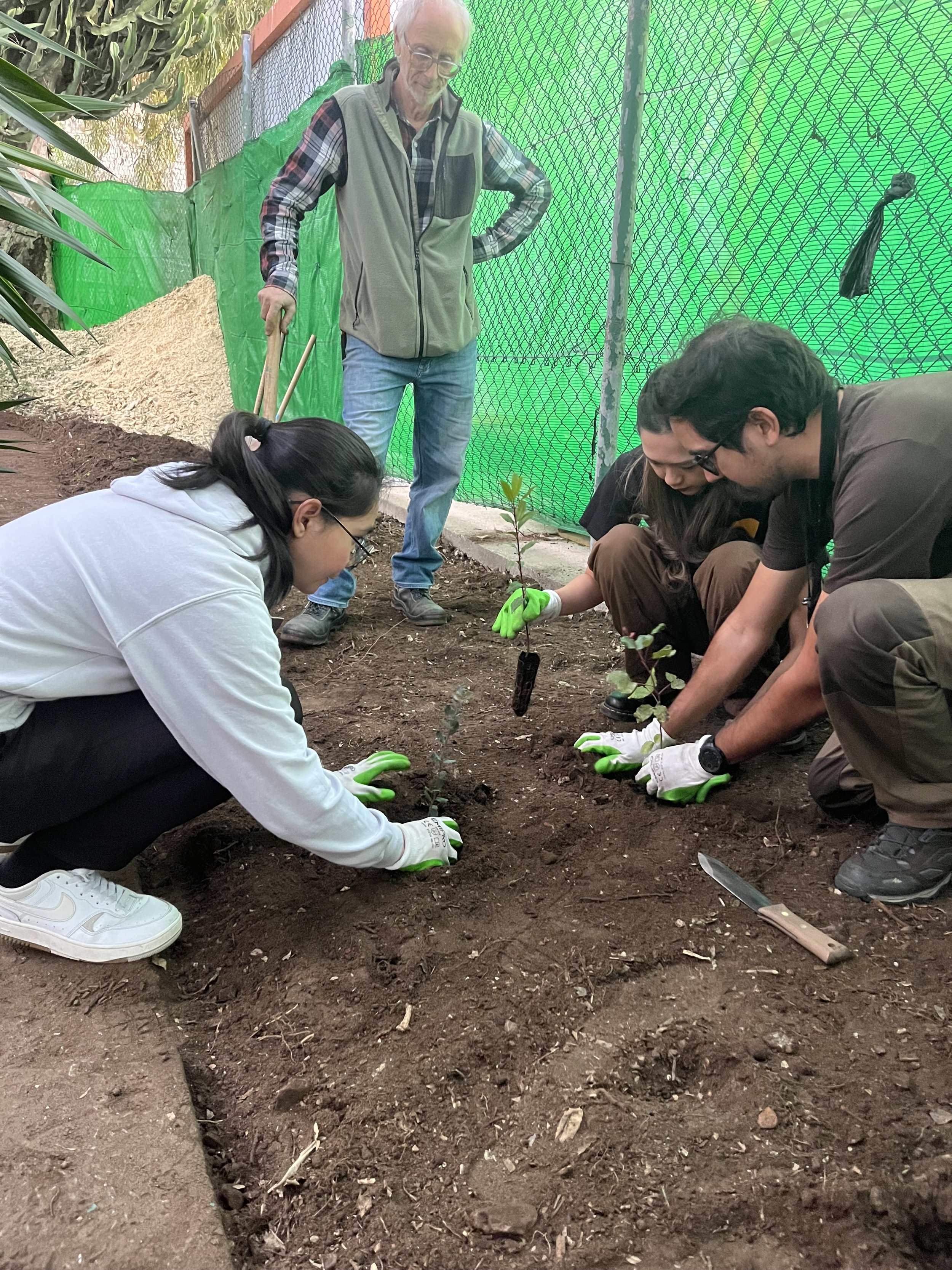Planting carob and olive with project volunteers