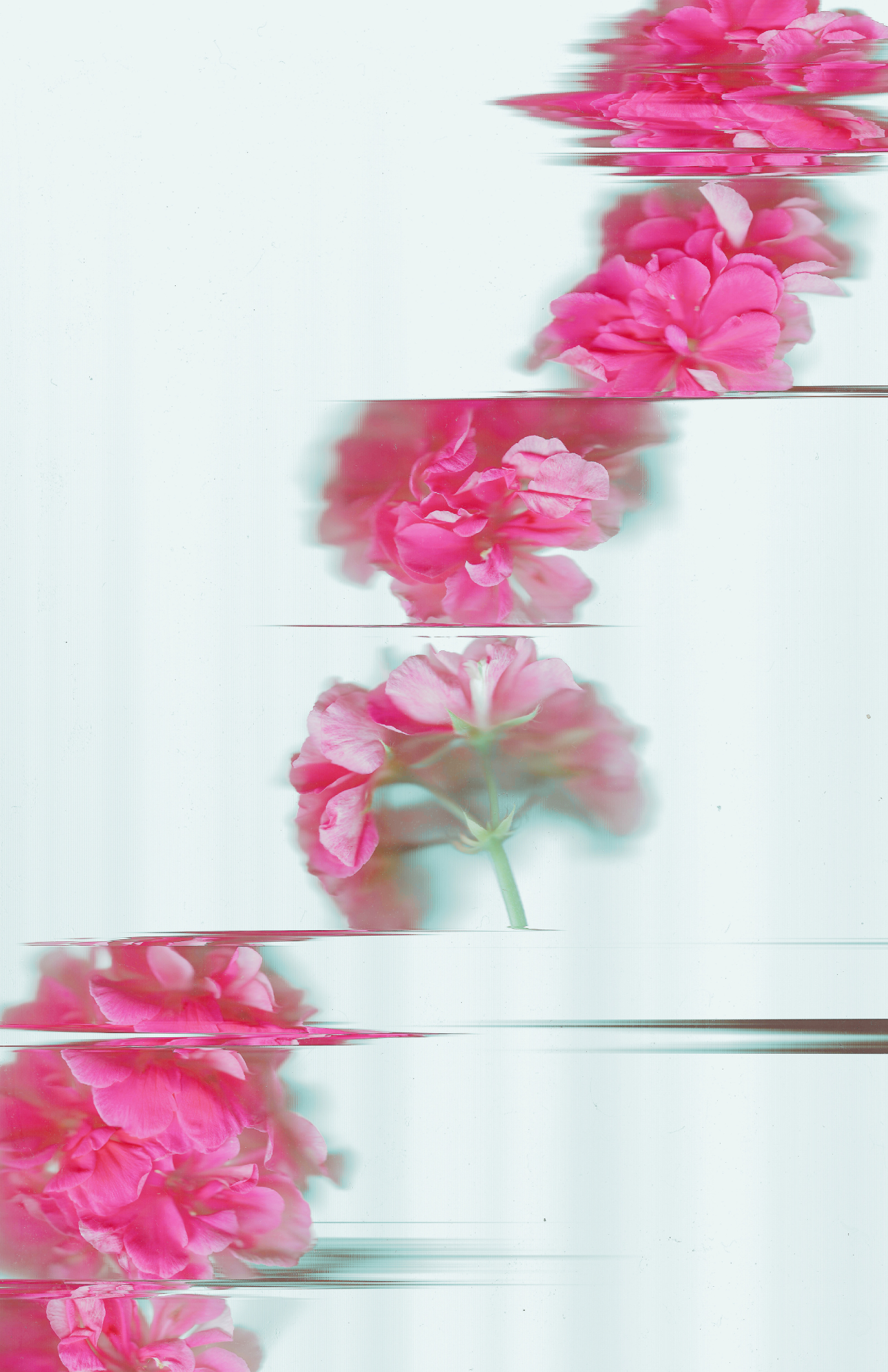 Pink Moon Flowers