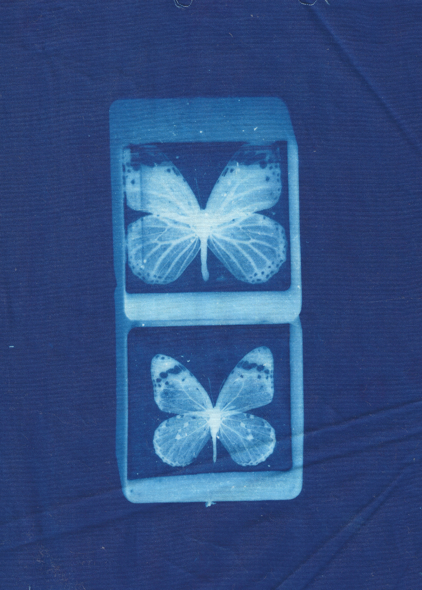 Butterflies