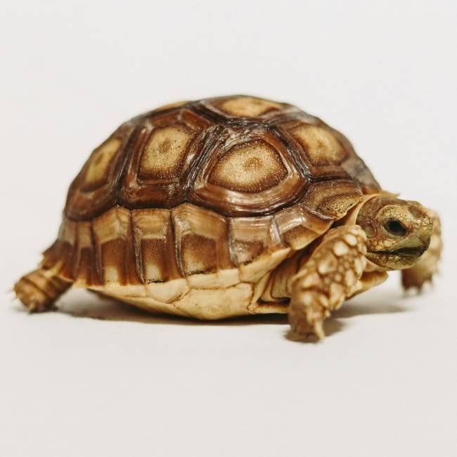 Slow and Steady, Apparently. 