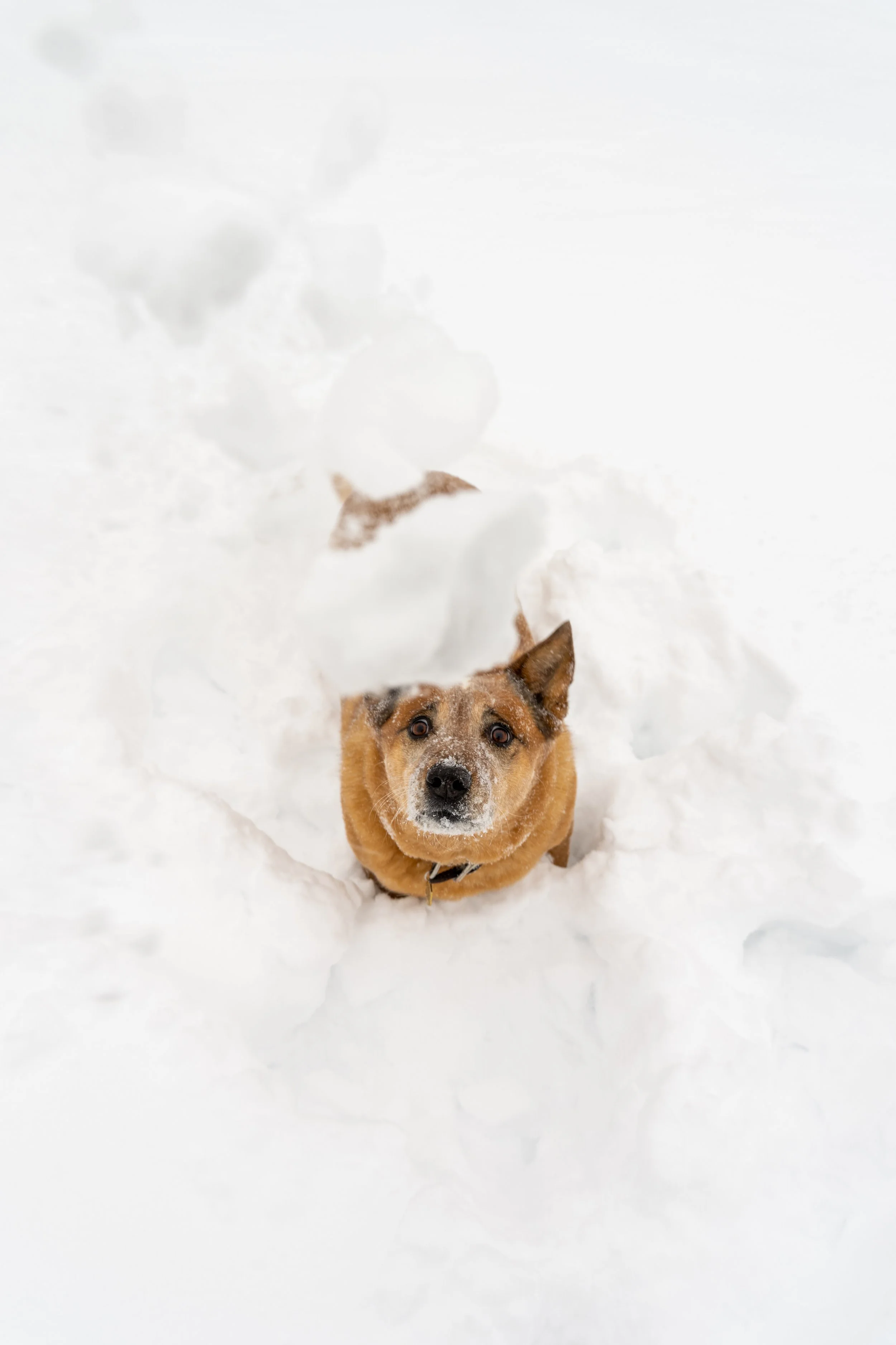 snowstorm-1-25-6.JPG