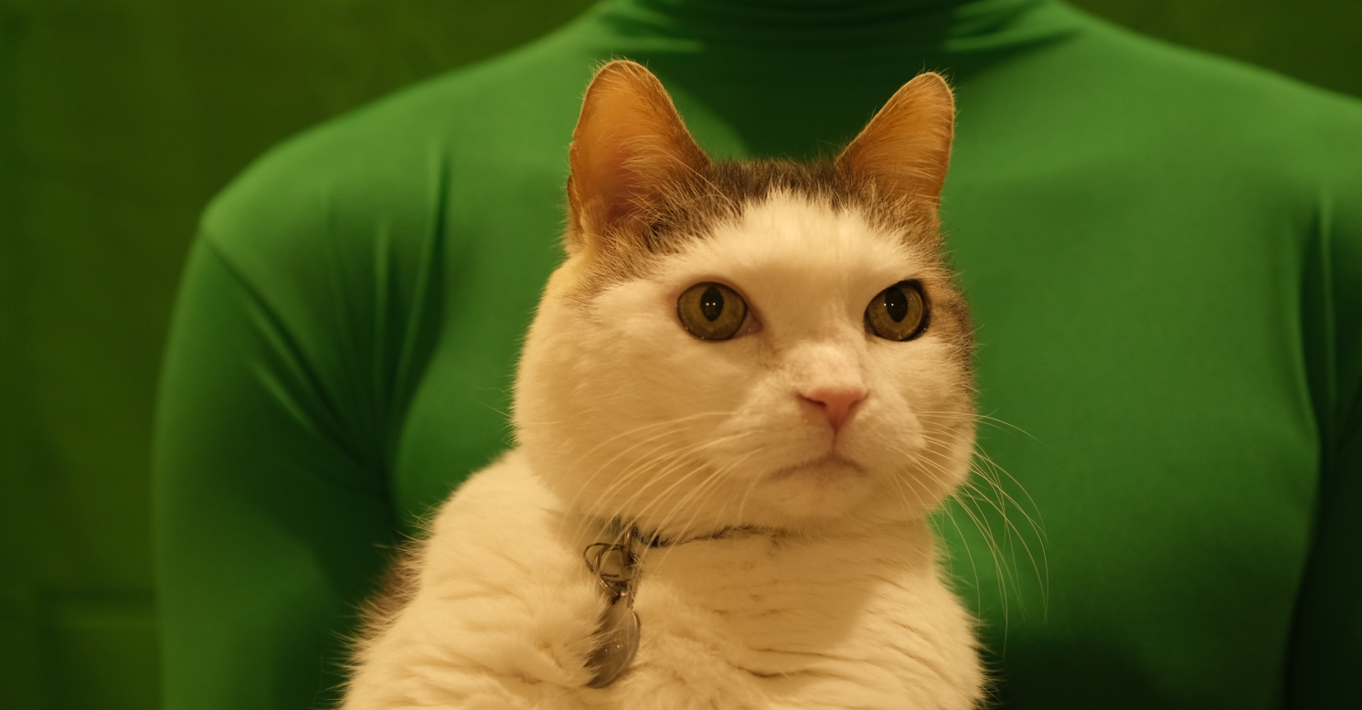 White cat with gray markings on its head and ears sitting in front of a green screen during filming for "Basket Cat." 