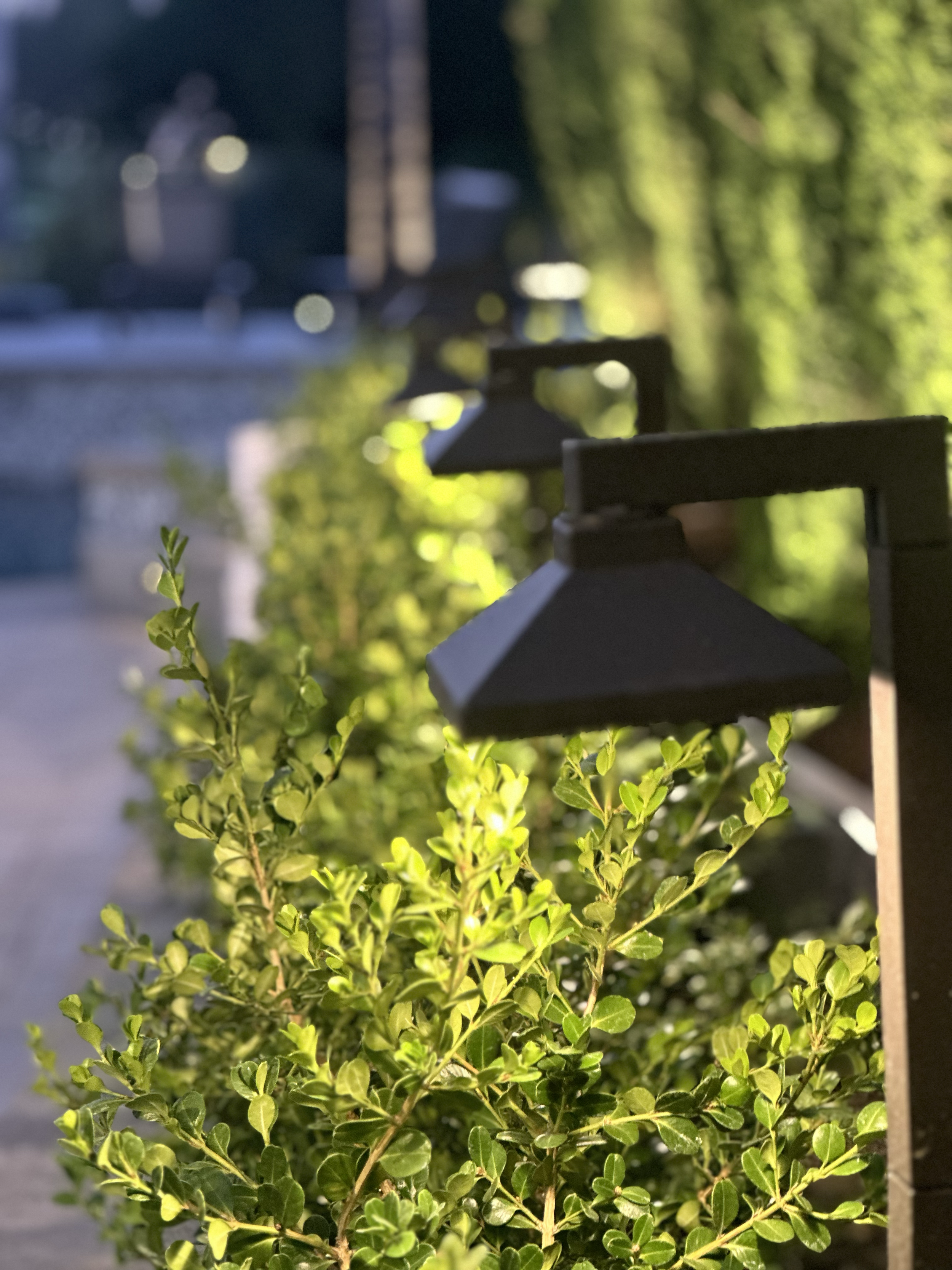 A close-up of a green leafy hedge in the foreground with blurred street scene in the background, including a person with a dog and trees with sunlight filtering through.