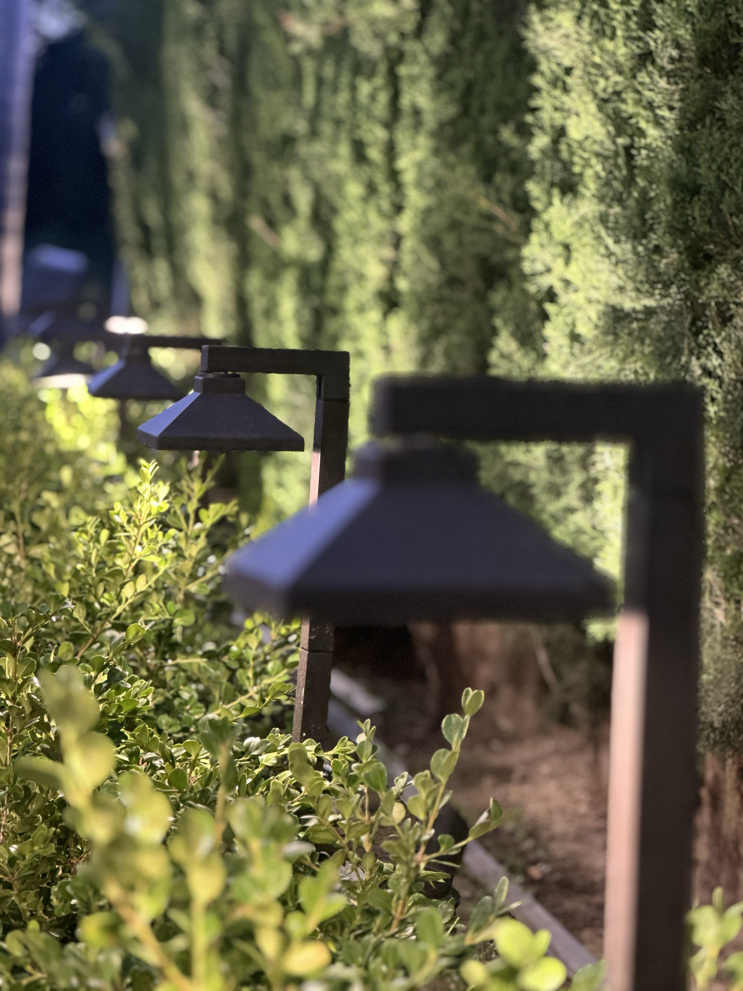 Close-up of a garden hedge with small green leaves, metal garden lights, and a pathway in the background, taken in bright daylight.