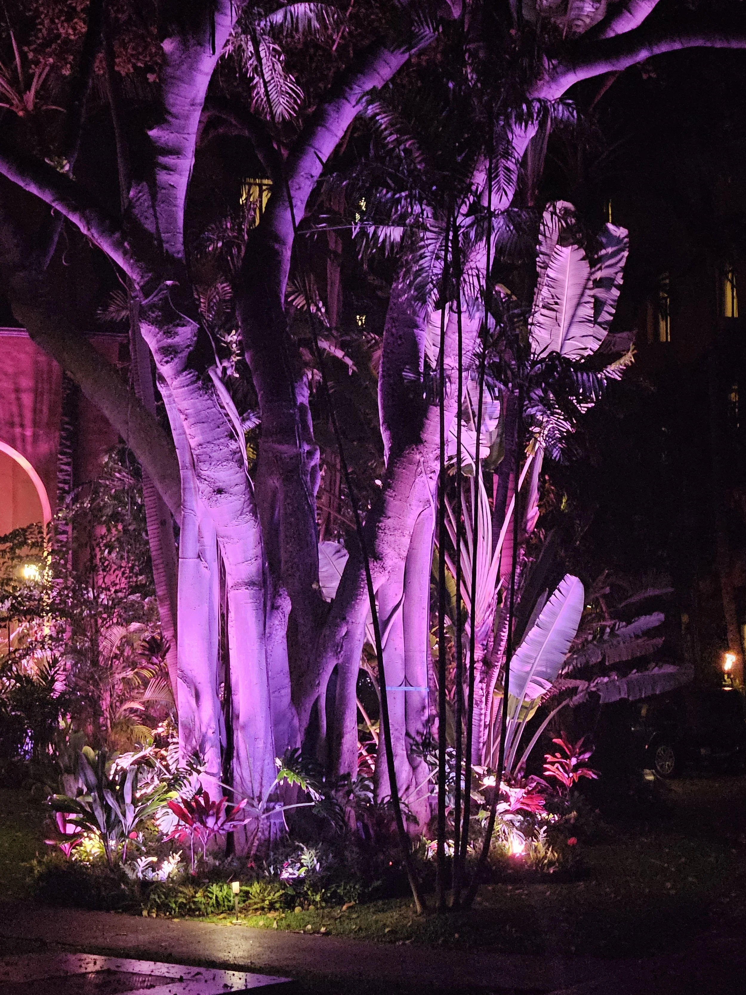 Tropical trees illuminated with purple and pink lights at night, with a hedge and a wet walkway in the foreground.