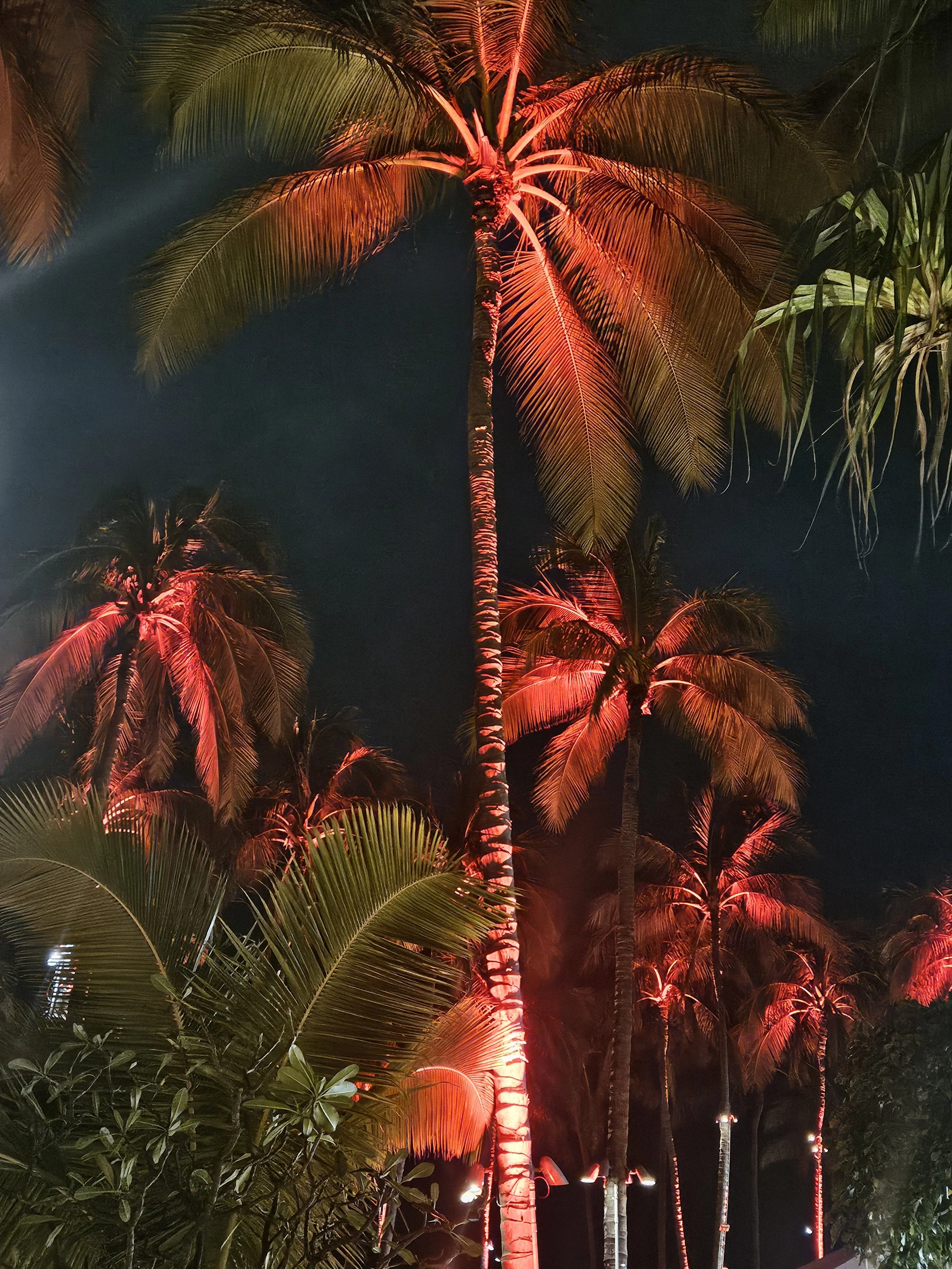 Nighttime scene of palm trees illuminated with red lights, with a dark sky in the background.