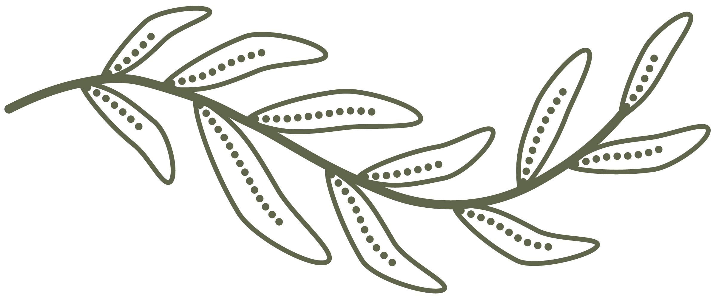 A line drawing of an olive branch with leaves symbolizing the peaceful effects of Yoga Therapy at Circle Wellness Studio with Kim Brandt.