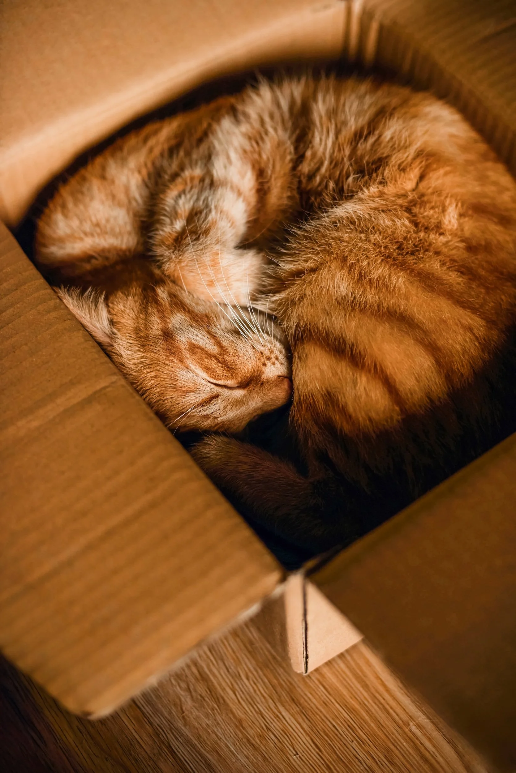 Photo of a Happy Kitty Cat Asleep in a Cardboard Delivery Box