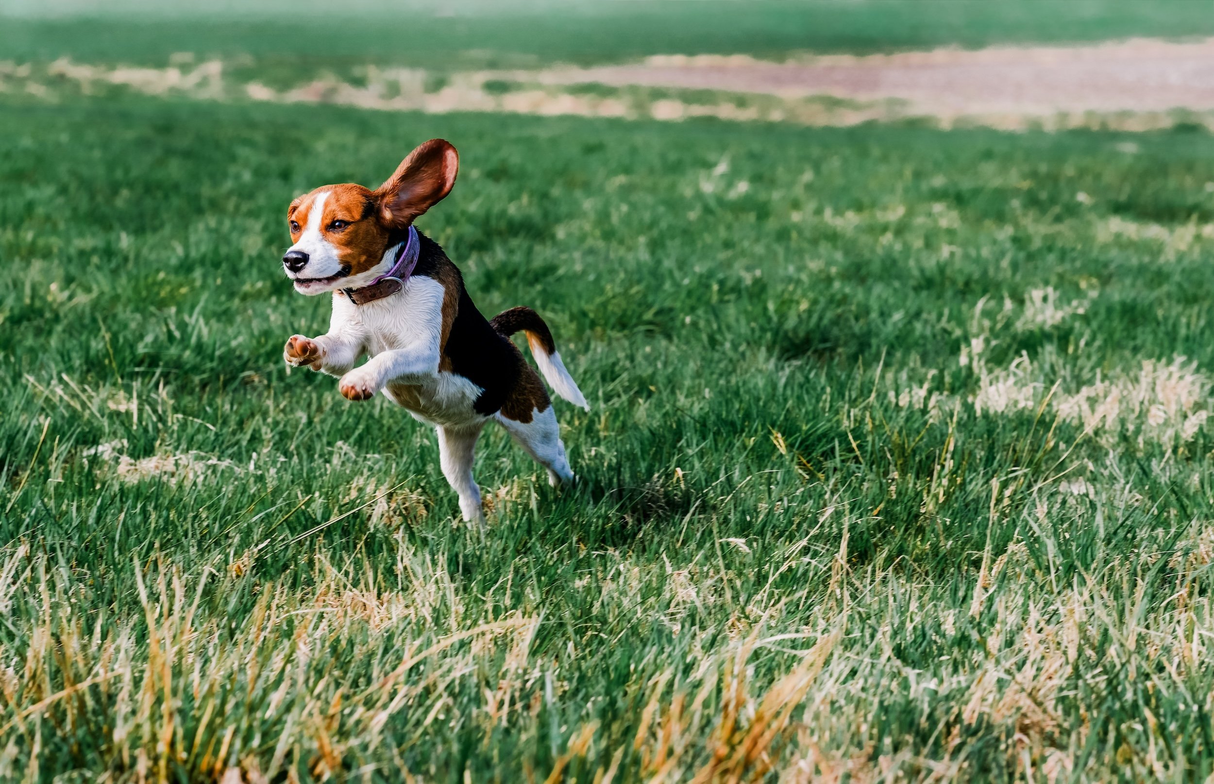 Photo of a Super Cute Beagle Dog Excitedly Leaping Through a Grassy Meadow
