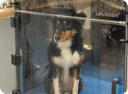 4 Legs Spa | Pet Grooming & Dog Spa in New Jersey Experts