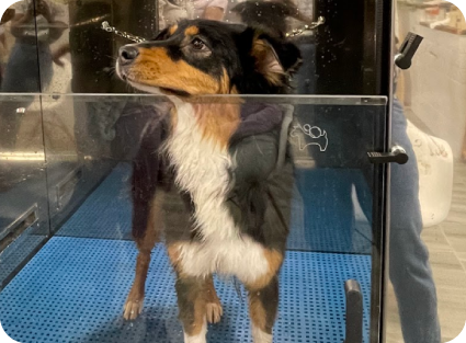 4 Legs Spa | Pet Grooming & Dog Spa in New Jersey Experts