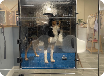 4 Legs Spa | Pet Grooming & Dog Spa in New Jersey Experts