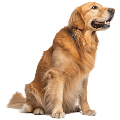 4 Legs Spa | Pet Grooming & Dog Spa in New Jersey Experts