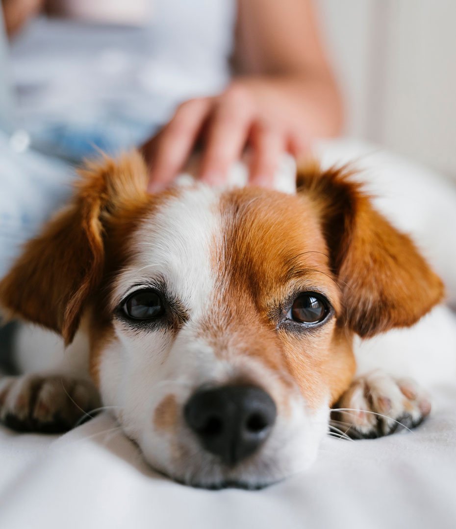 4 Legs Spa | Pet Grooming & Dog Spa in New Jersey Experts