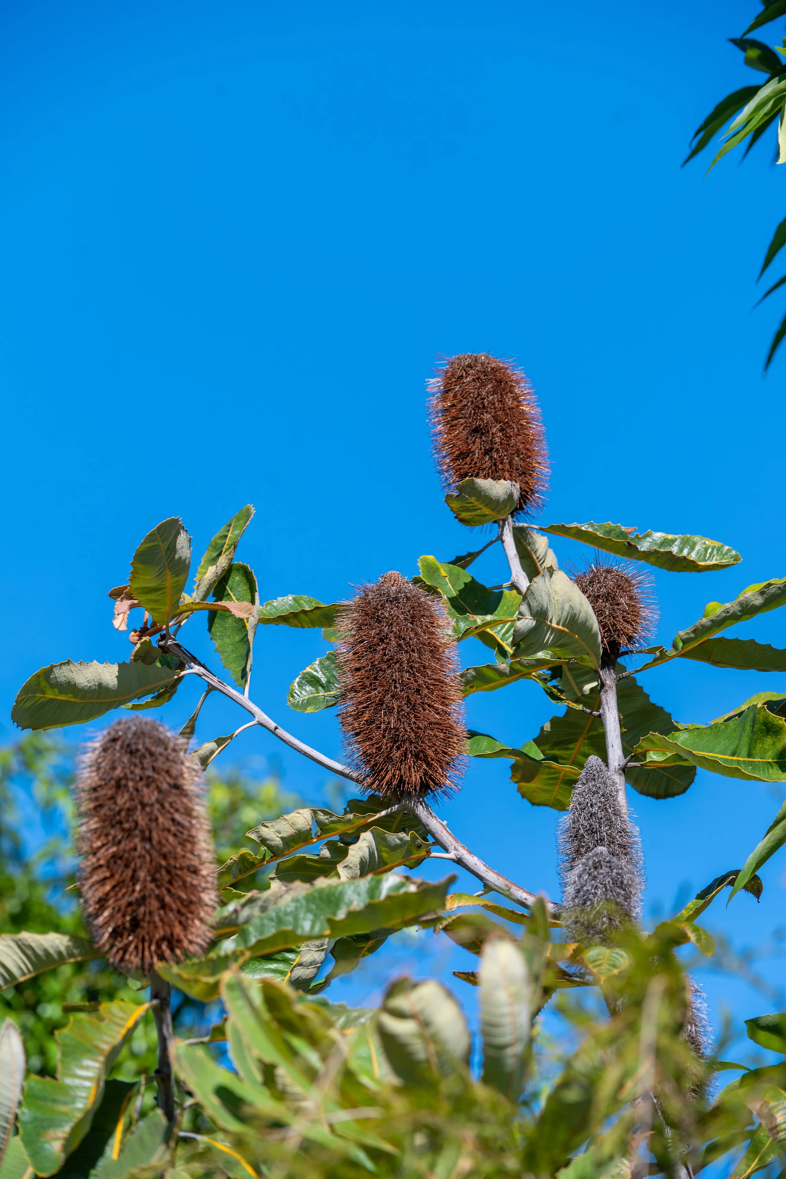bottlebrush tree at vic park