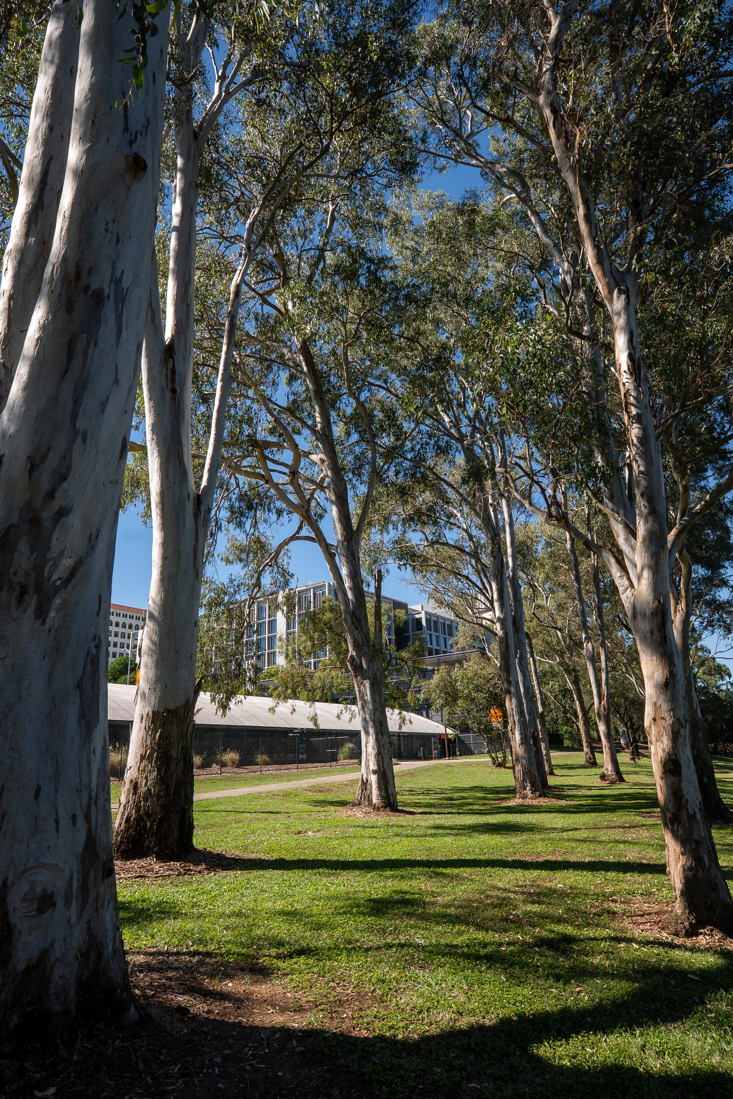 Vic Park 08.05.26 -  Edited-0375.JPG