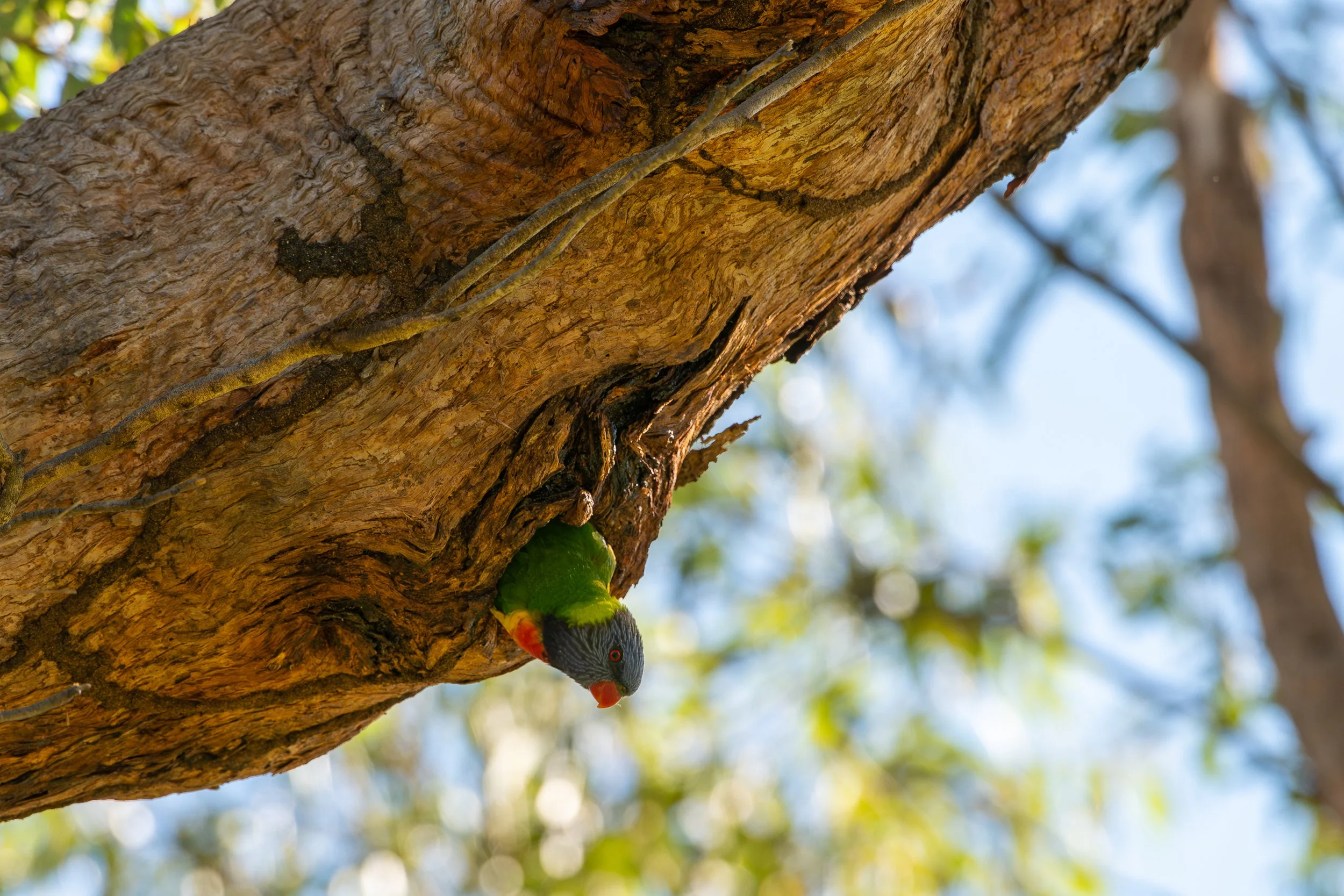 Vic Park 08.05.26 -  Edited-2590.JPG