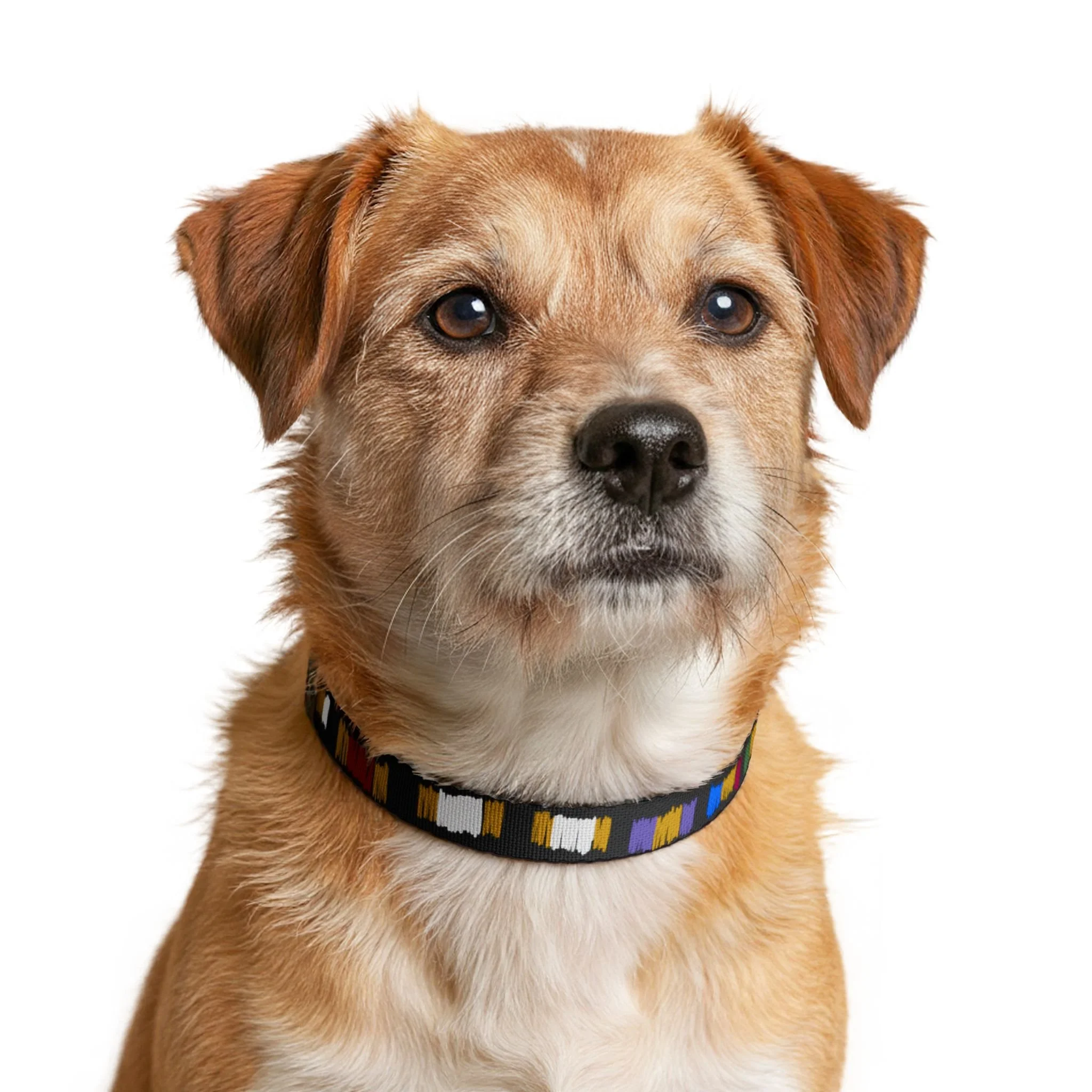 November Clip-on Pet Collar